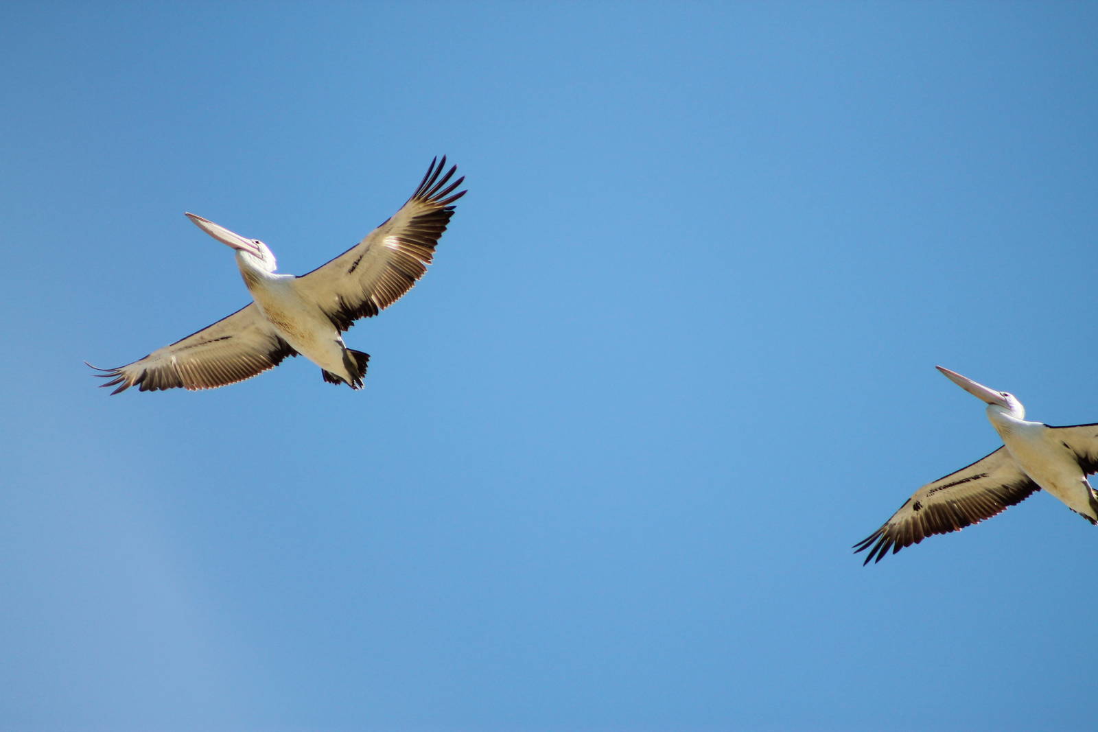 Australian pelicans (Pelecanus conspicillatus)