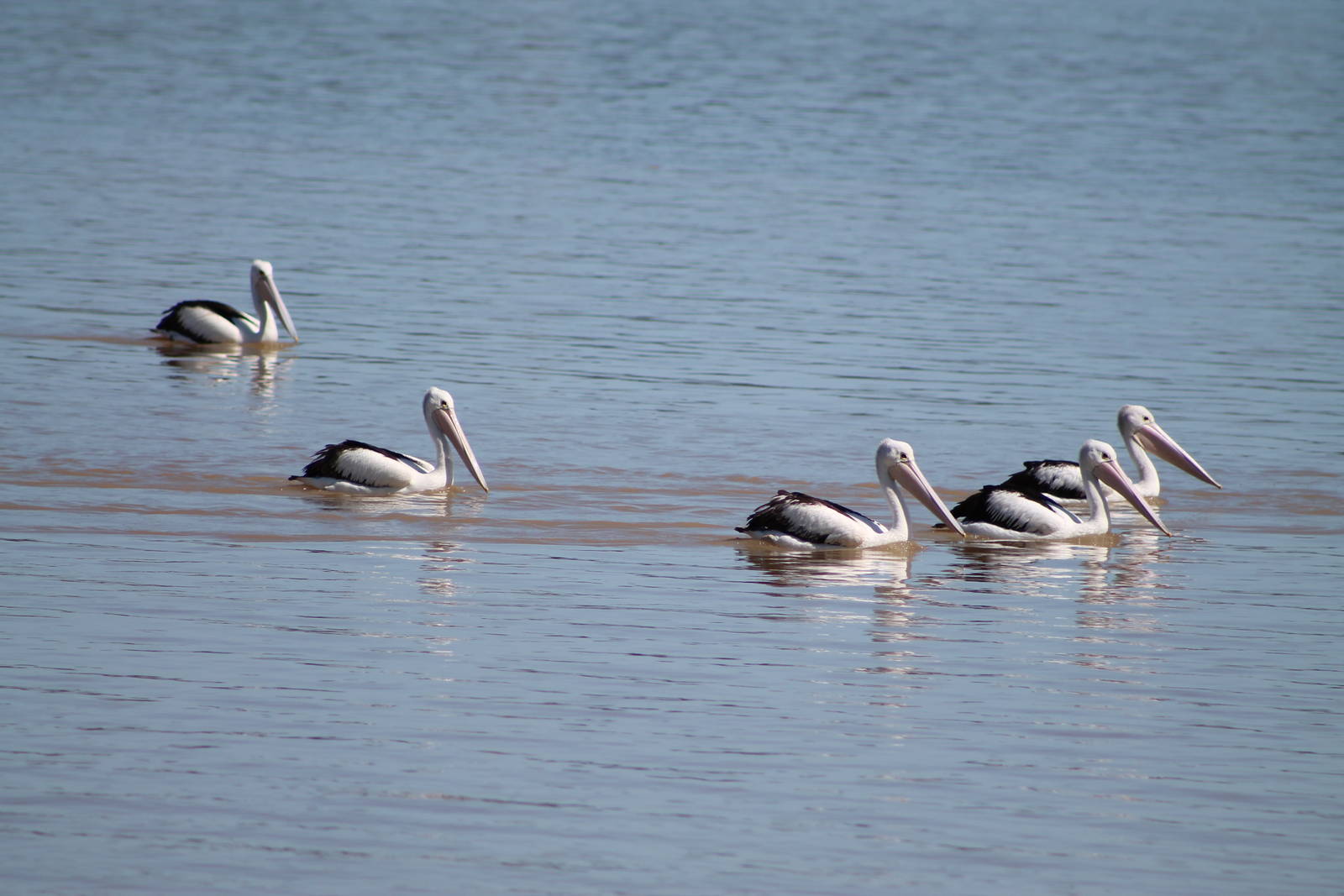 Australian pelicans (Pelecanus conspicillatus)