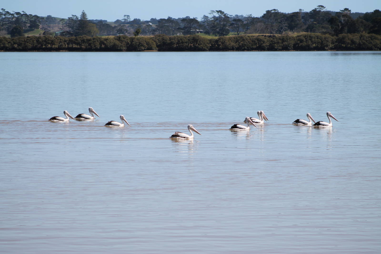 Australian pelicans (Pelecanus conspicillatus)