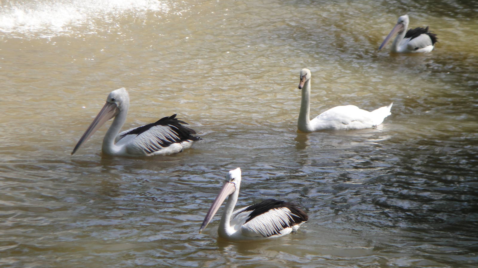 Australian Pelicans (Pelecanus conspicillatus)