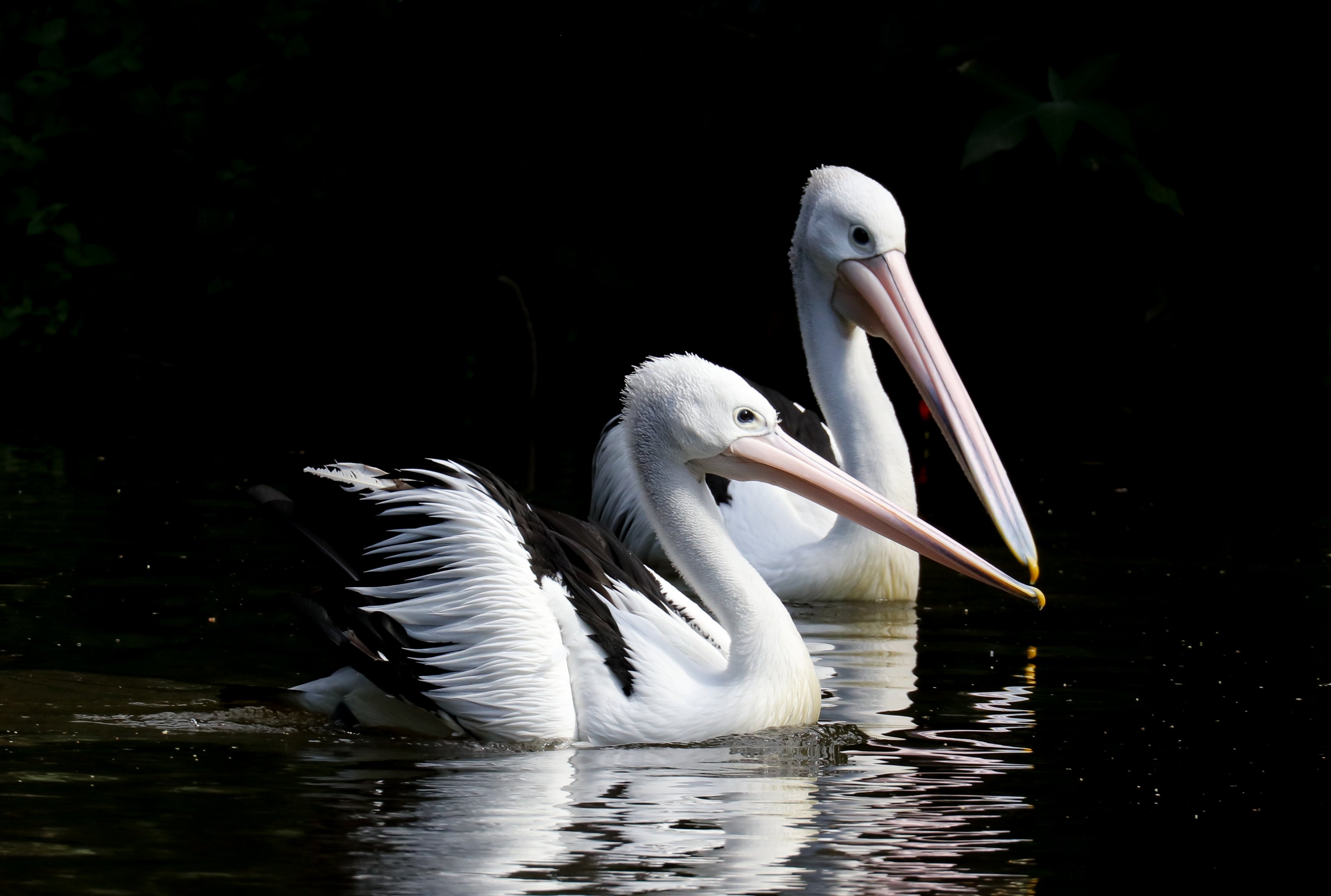 Australian Pelicans - rehab birds that can no longer fly