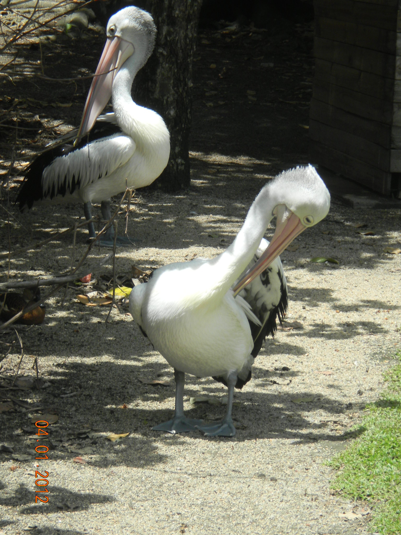 Australian Pelicans - Wildlife Habitat 2012