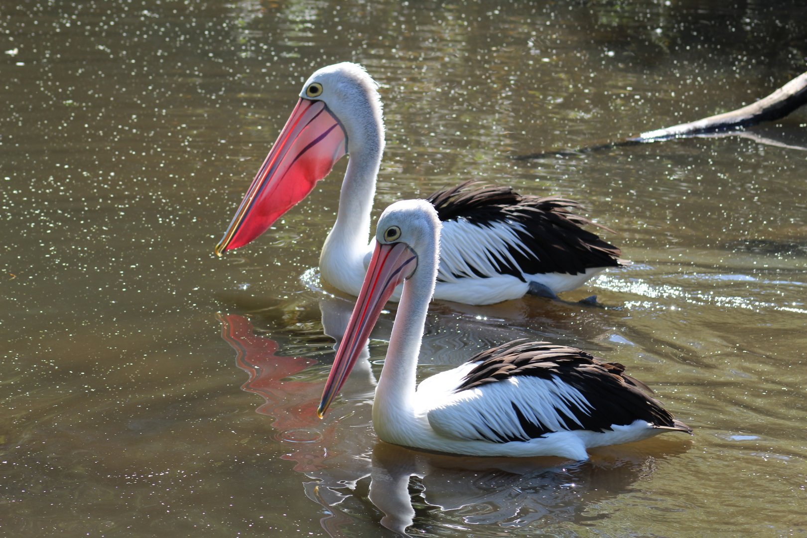 Australian Pelicans