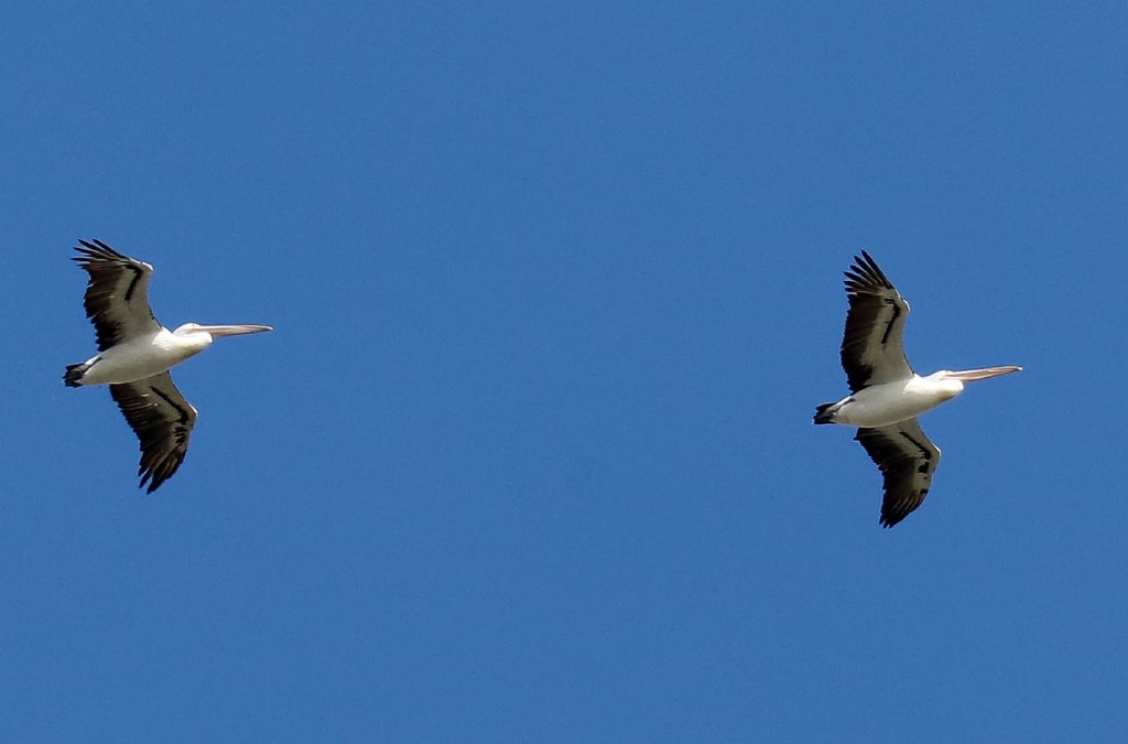 Australian Pelicans