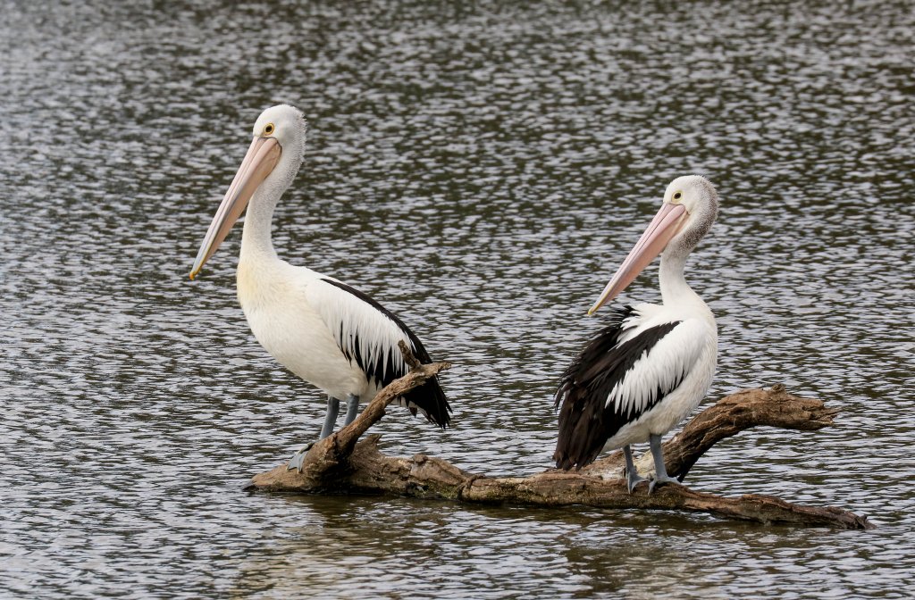 Australian Pelicans