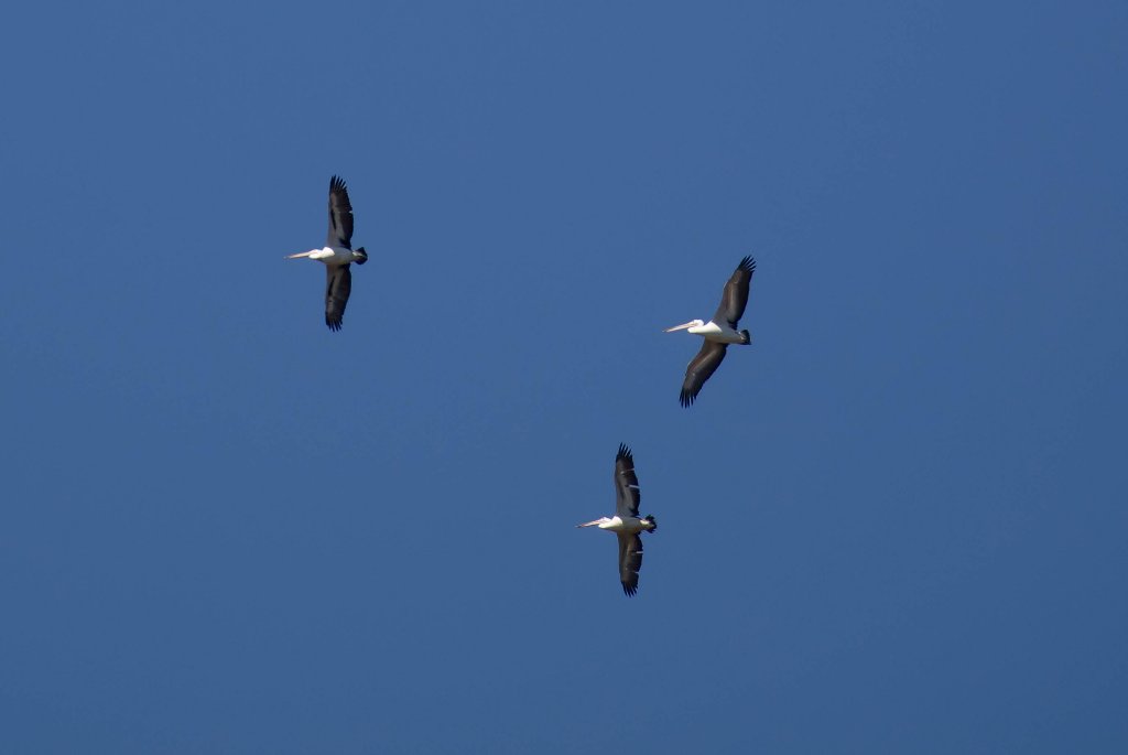 Australian Pelicans