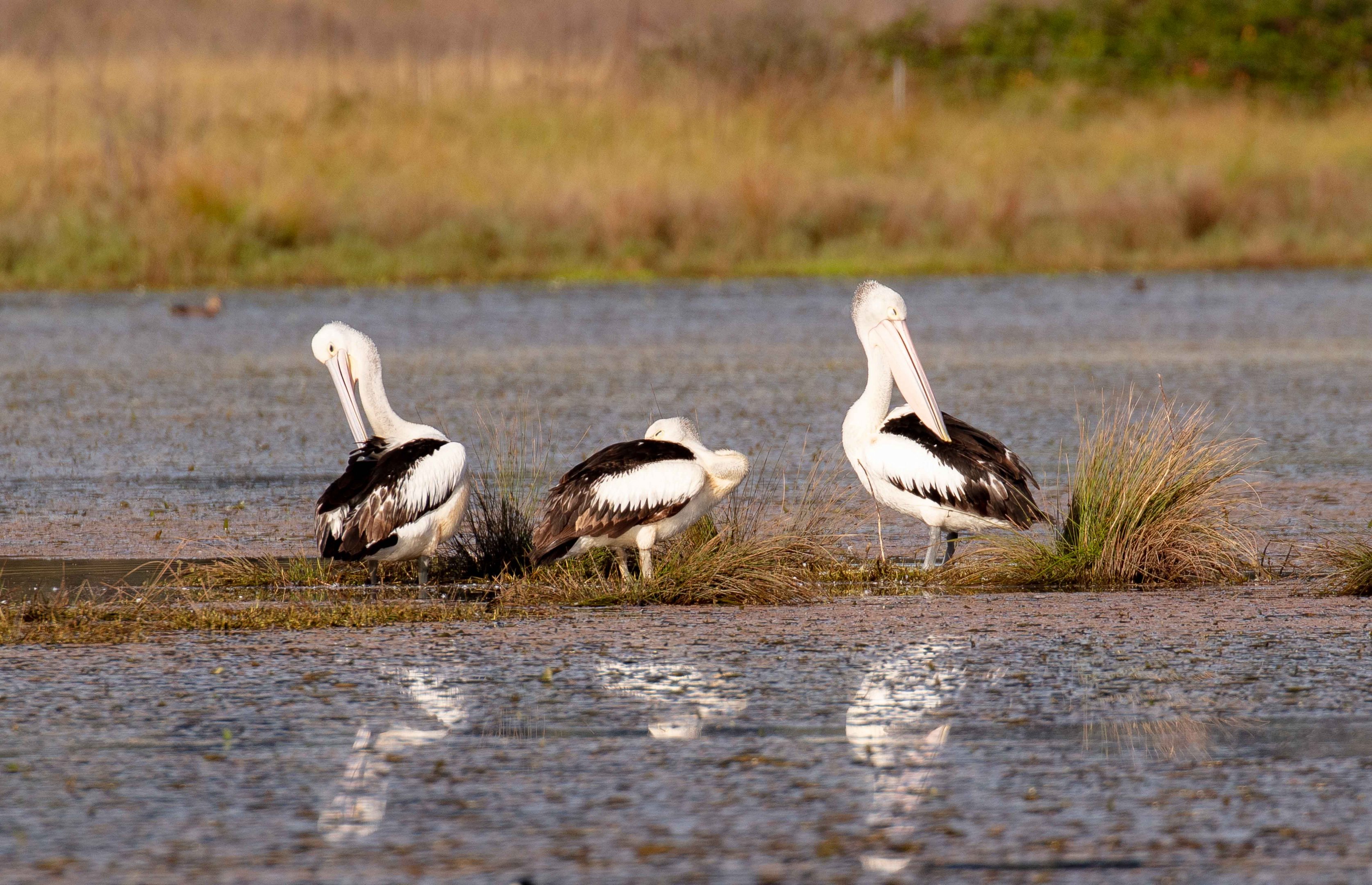 Australian Pelicans