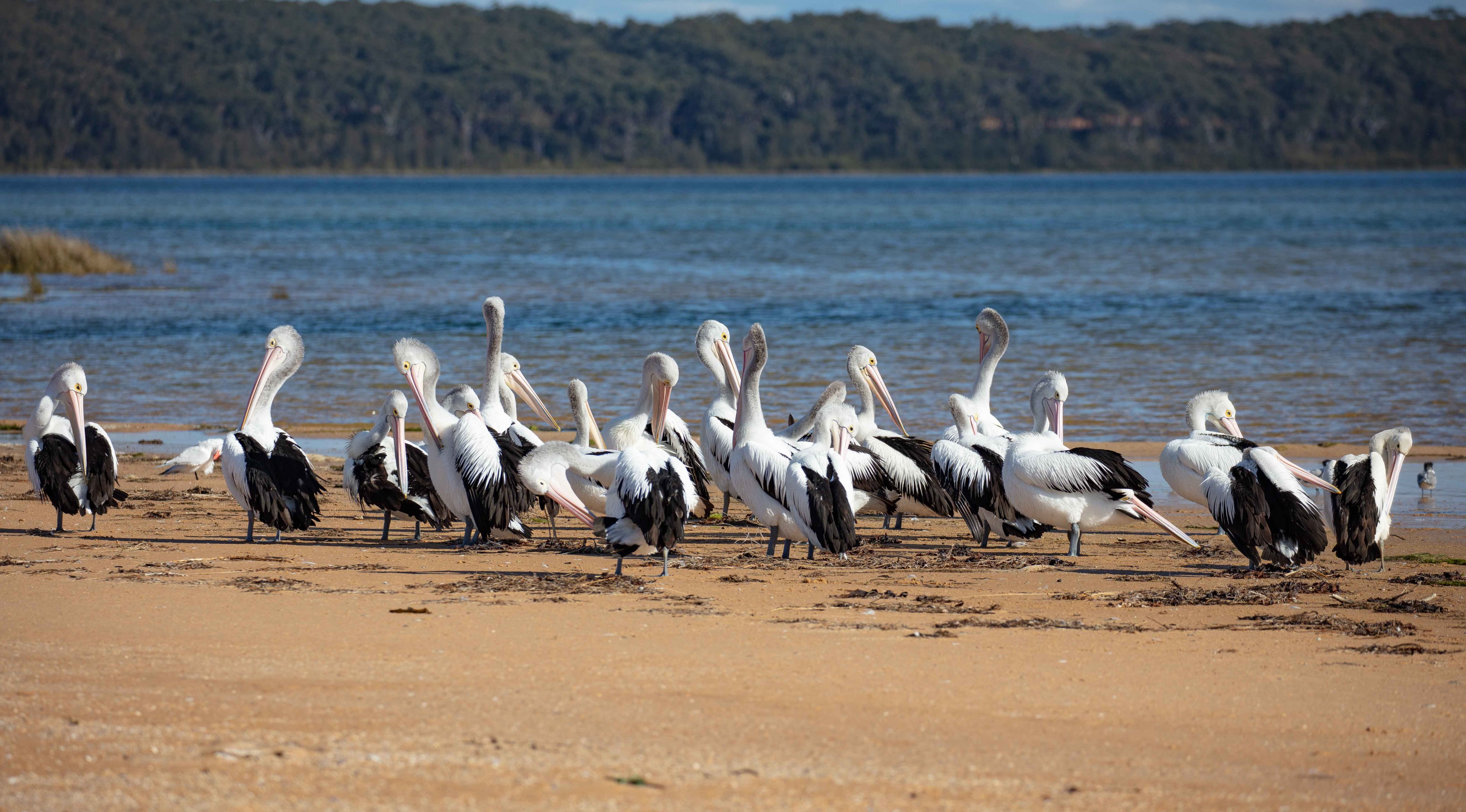 Australian Pelicans