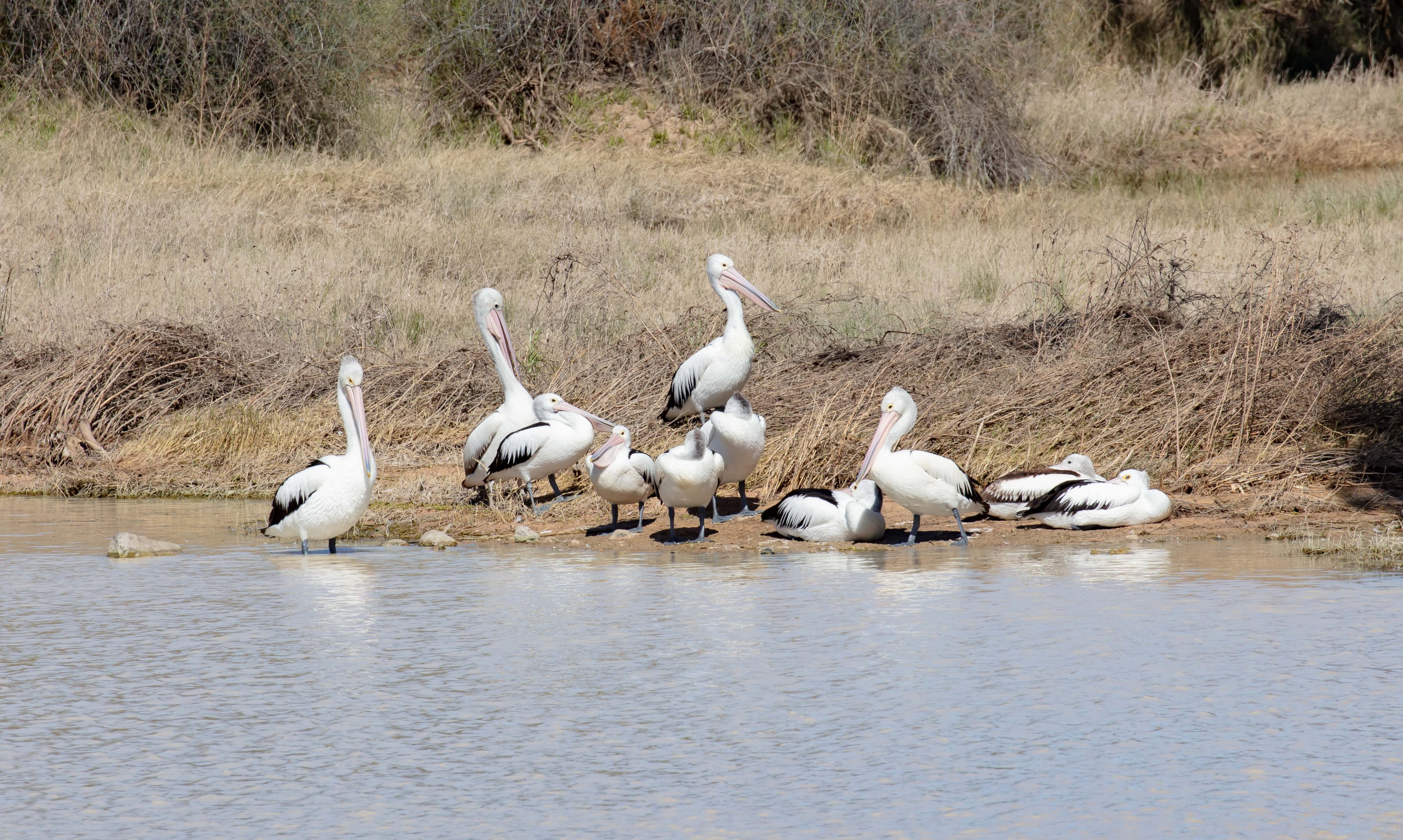 Australian Pelicans