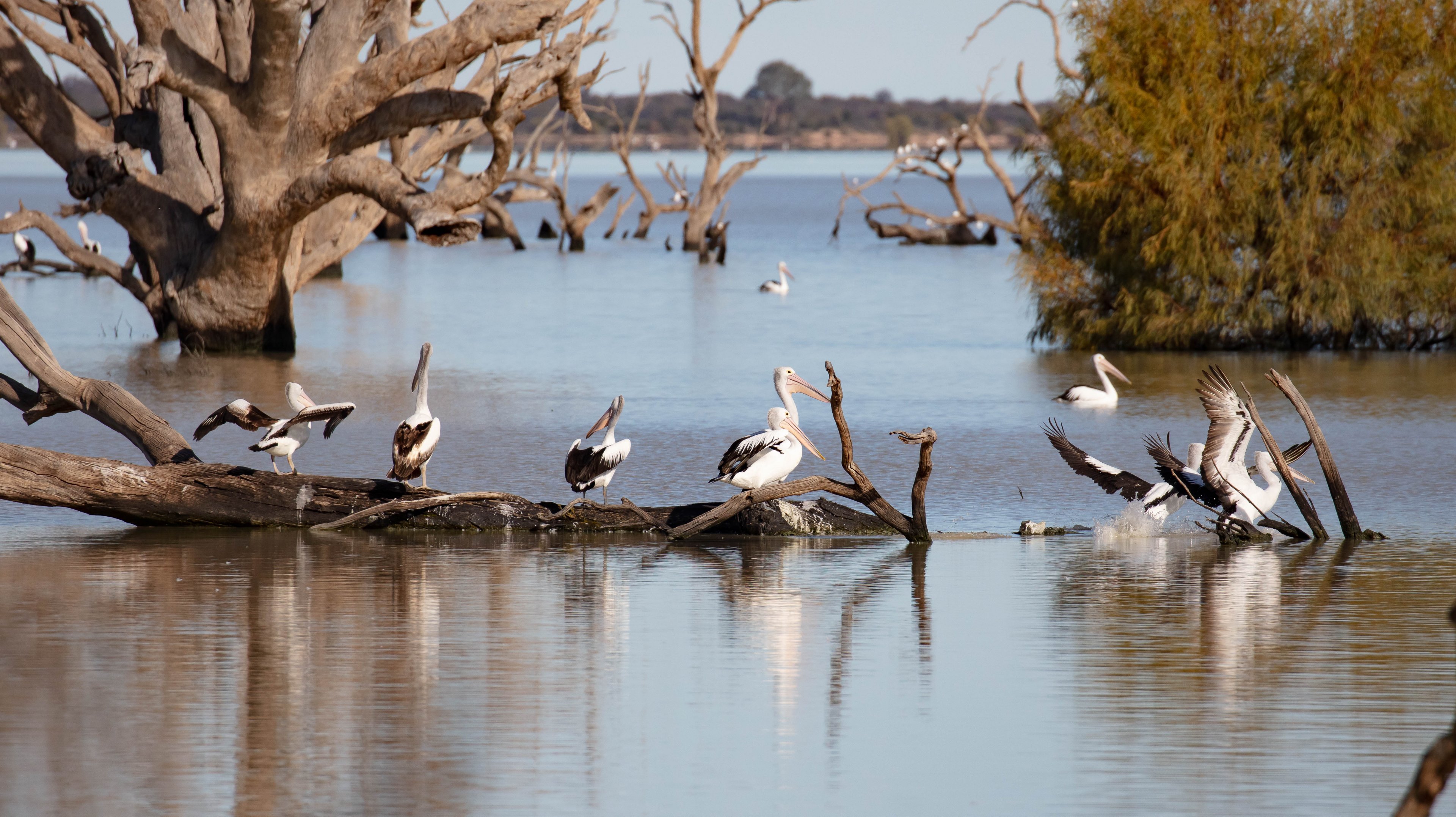 Australian Pelicans