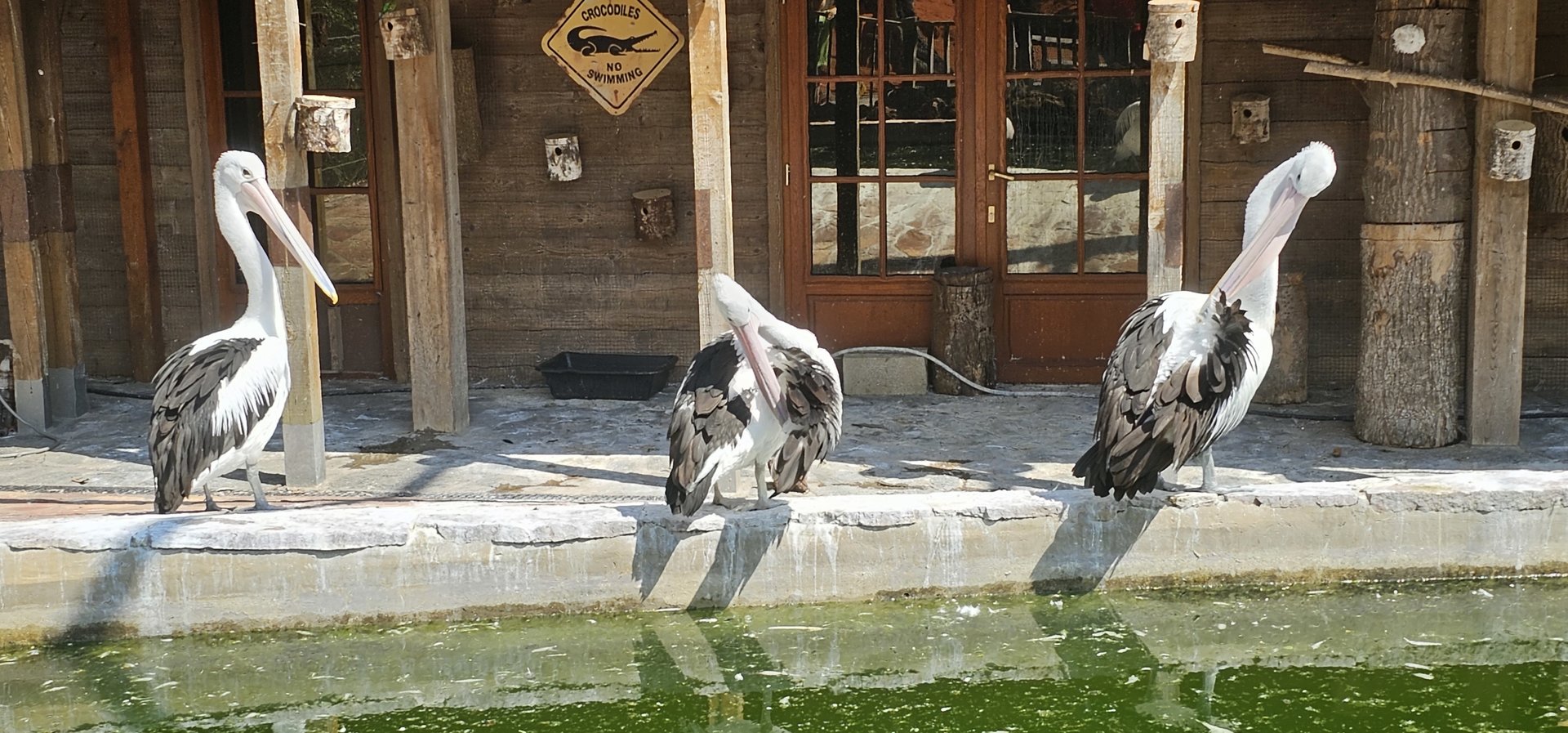 Australian pelicans