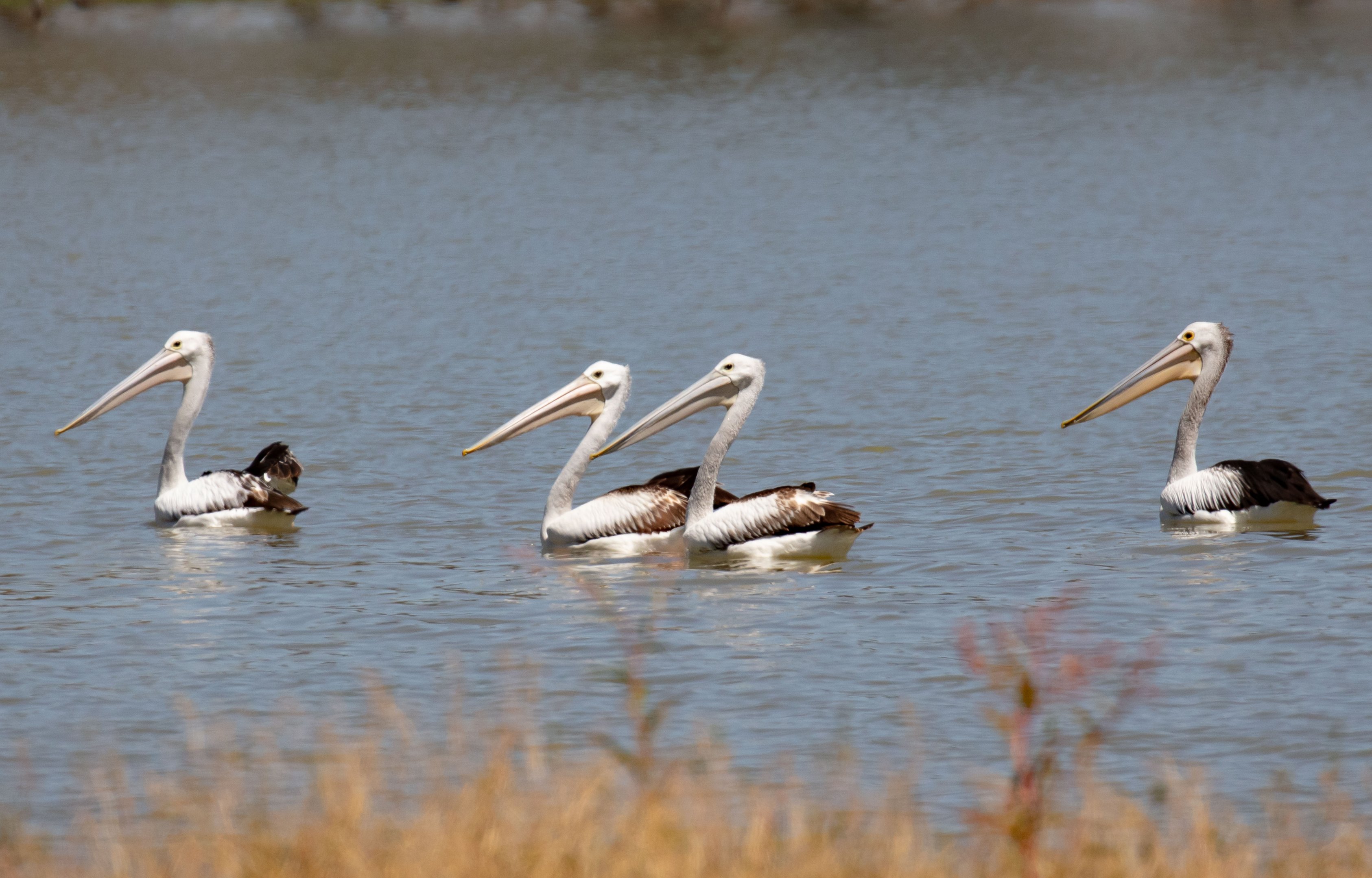 Australian Pelicans