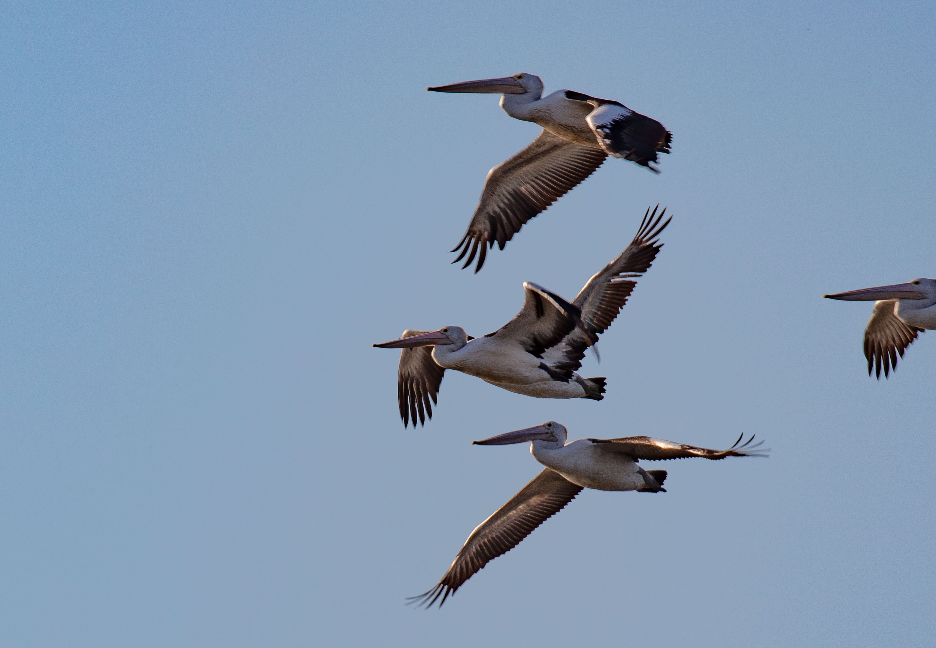 Australian Pelicans
