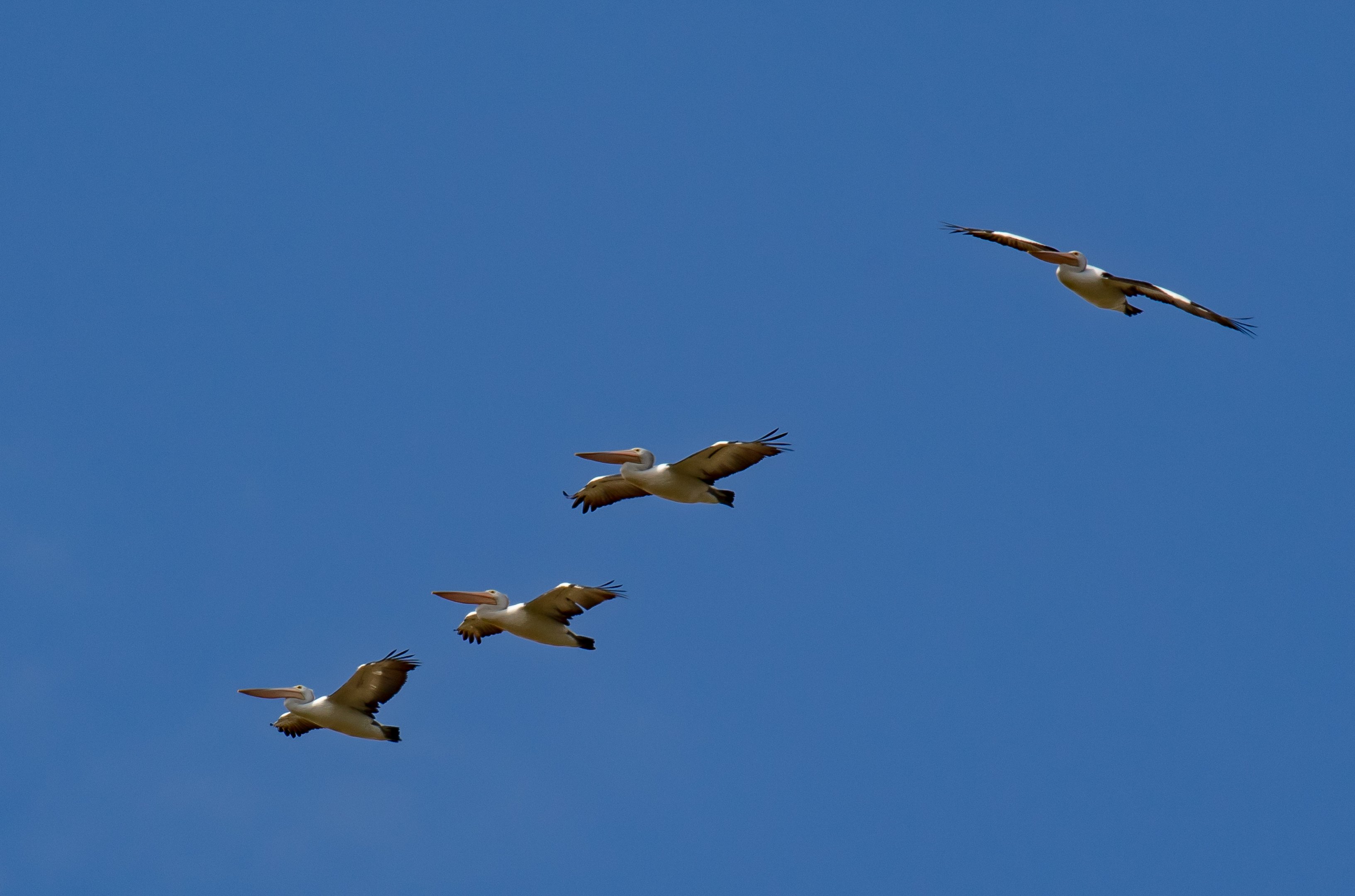 Australian Pelicans