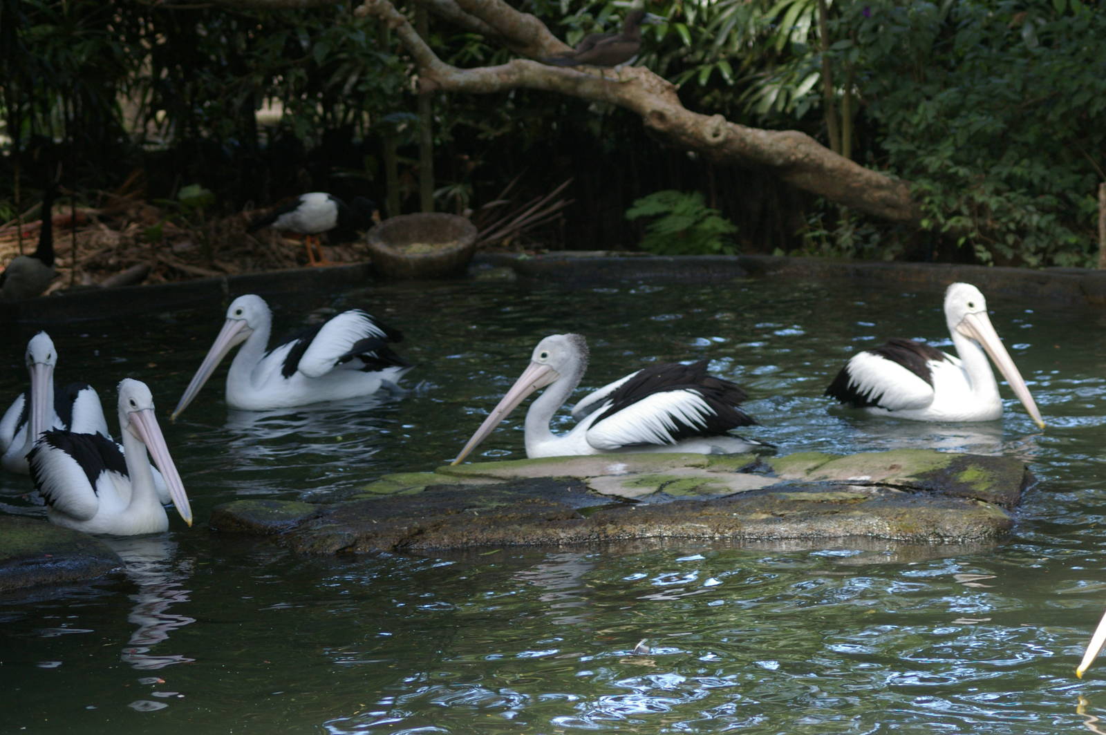 Australian pelicans