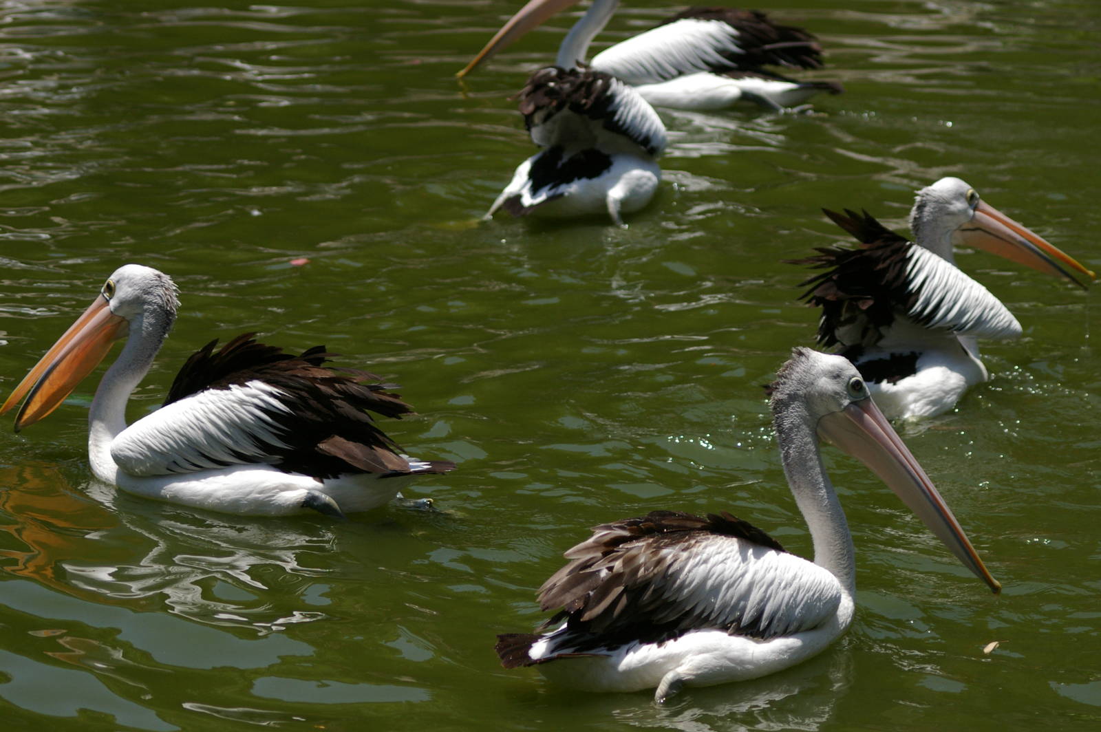 Australian pelicans