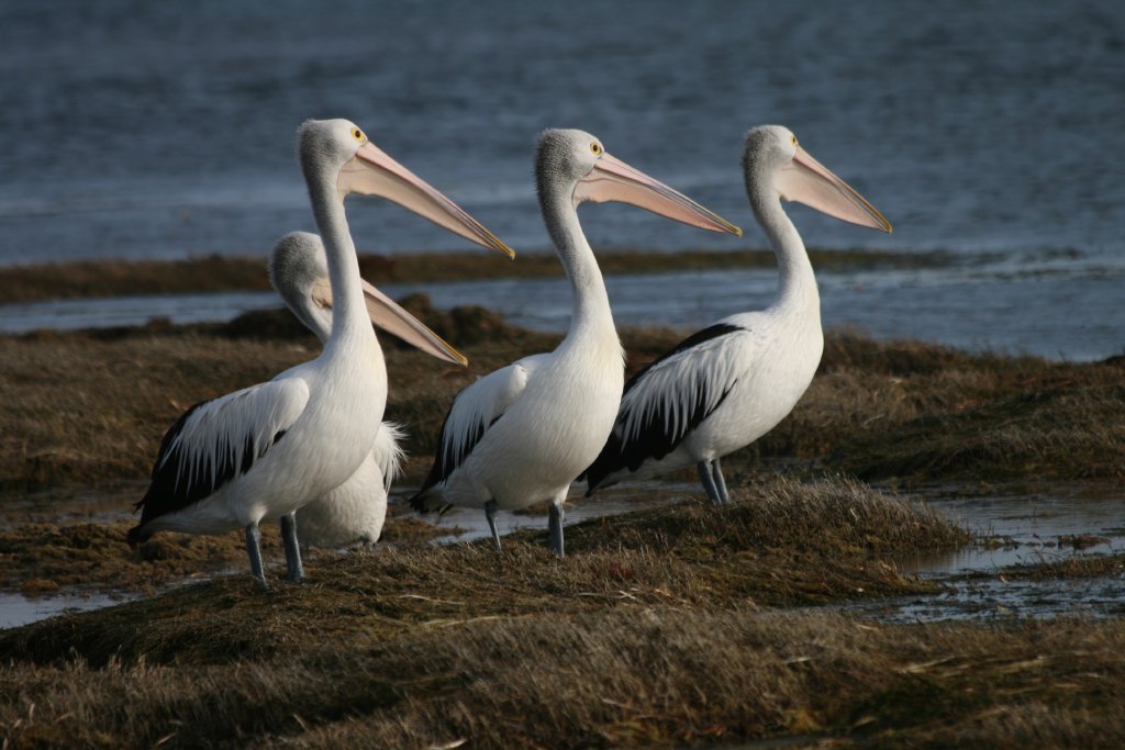 Australian Pelicans