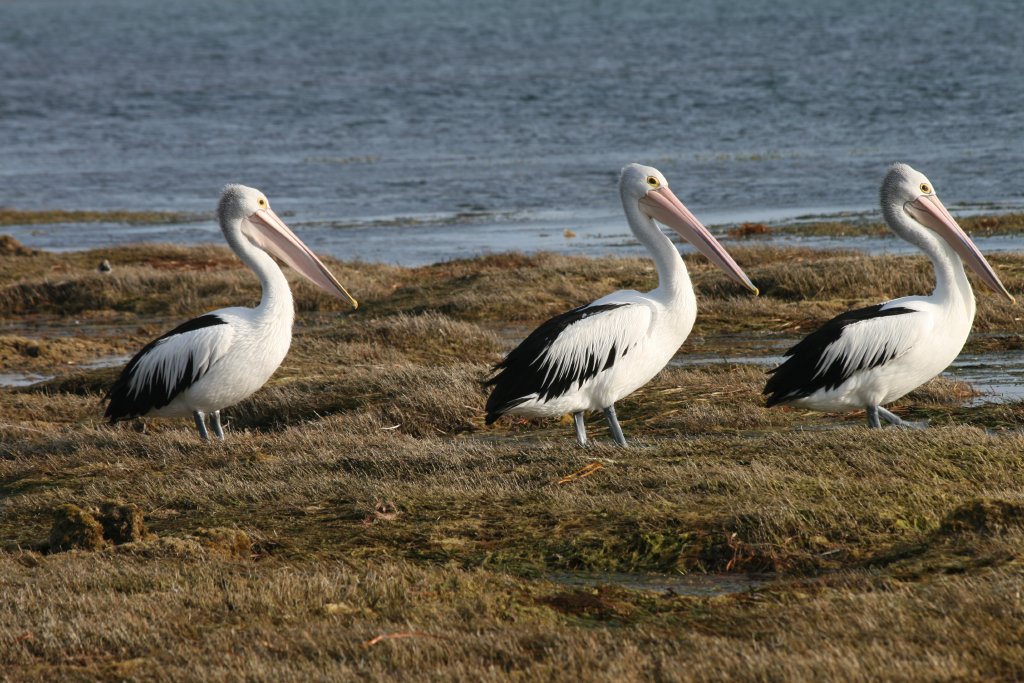 Australian Pelicans