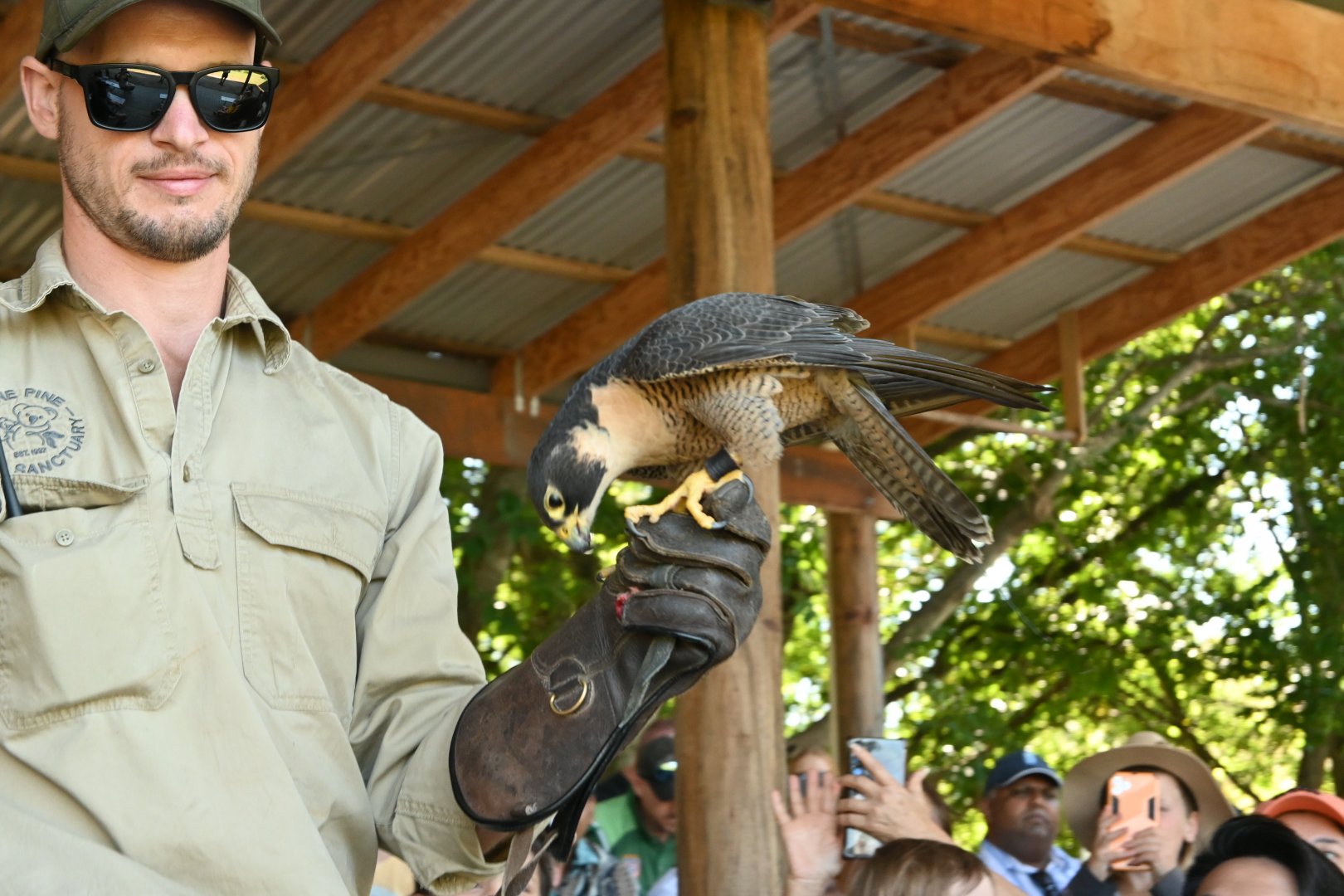Australian Peregrine Falcon