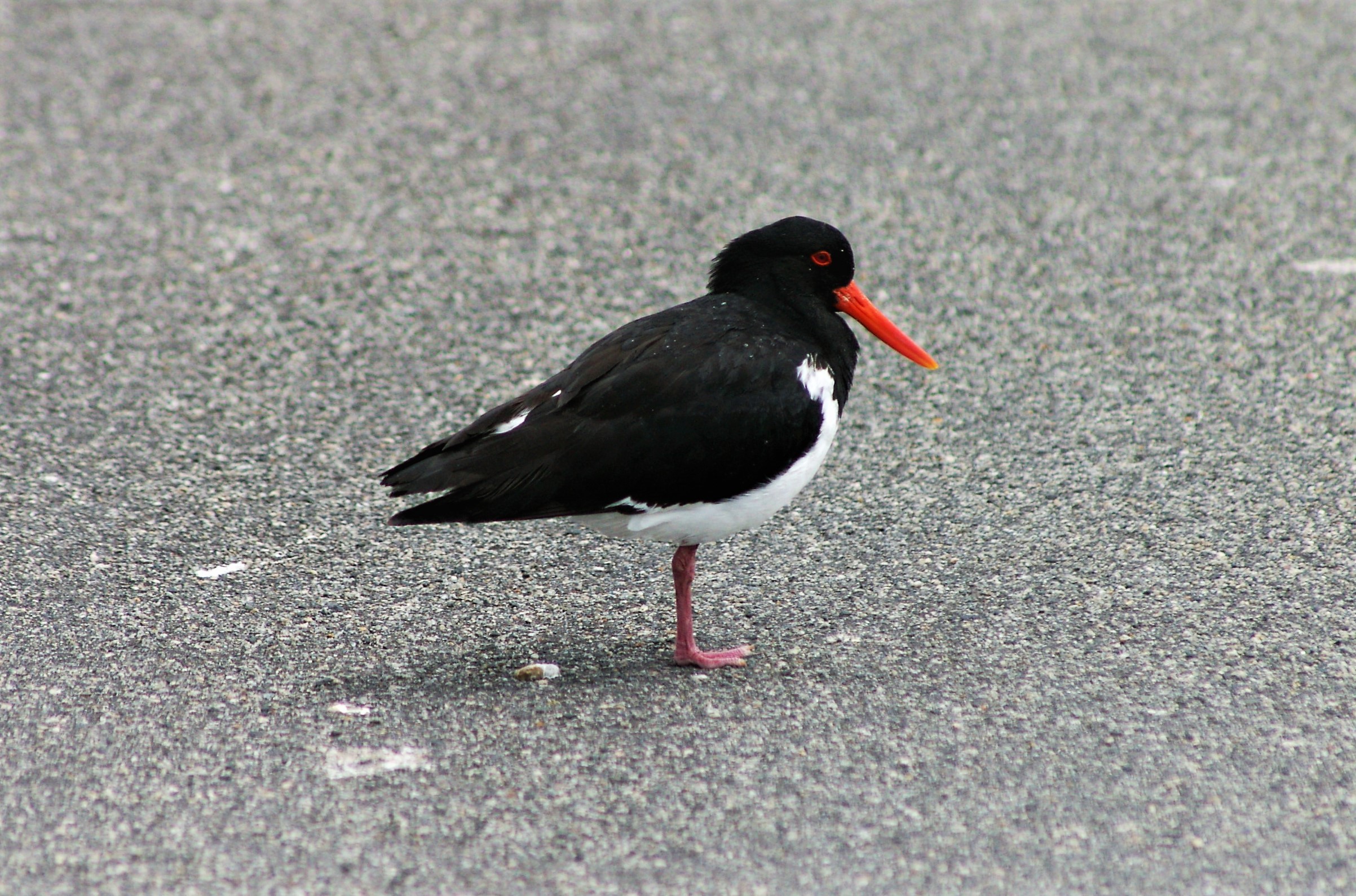 Australian Pied Oystercatcher (Haematopus longirostris)