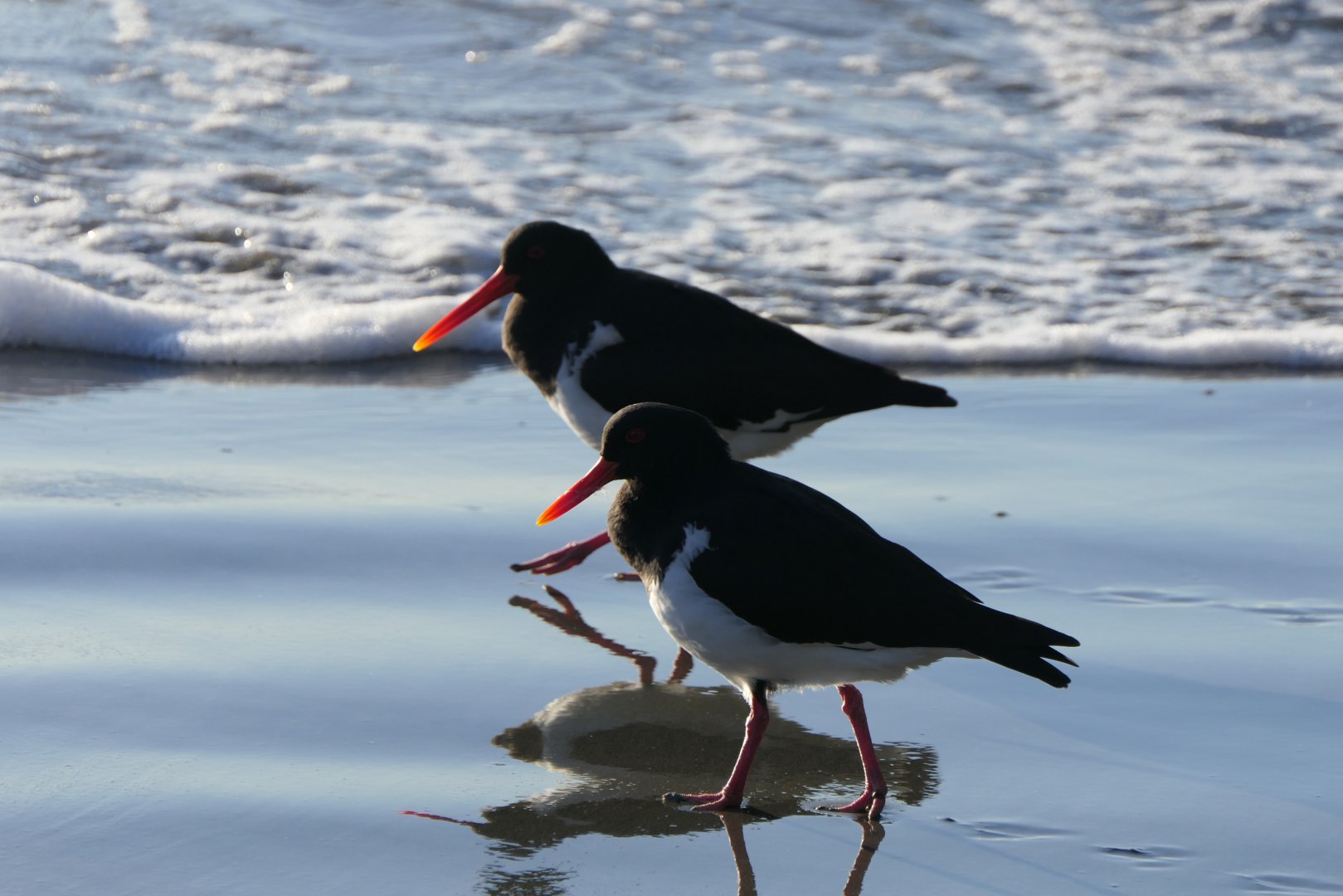 Australian Pied Oystercatcher (Haematopus longirostris)