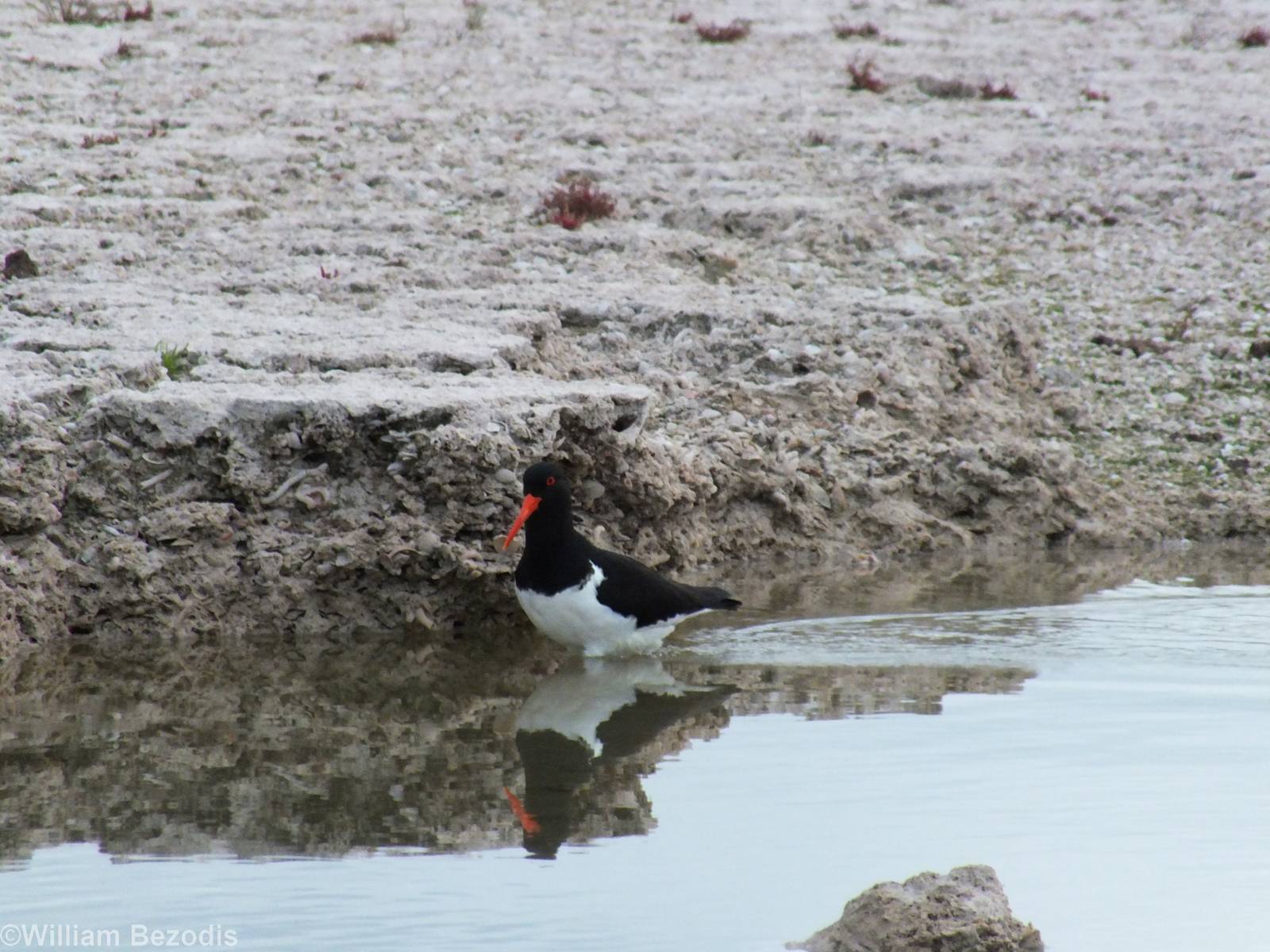 Australian Pied Oystercatcher - Rottnest Island