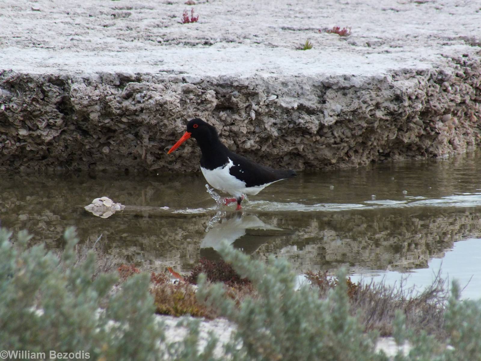 Australian Pied Oystercatcher - Rottnest Island