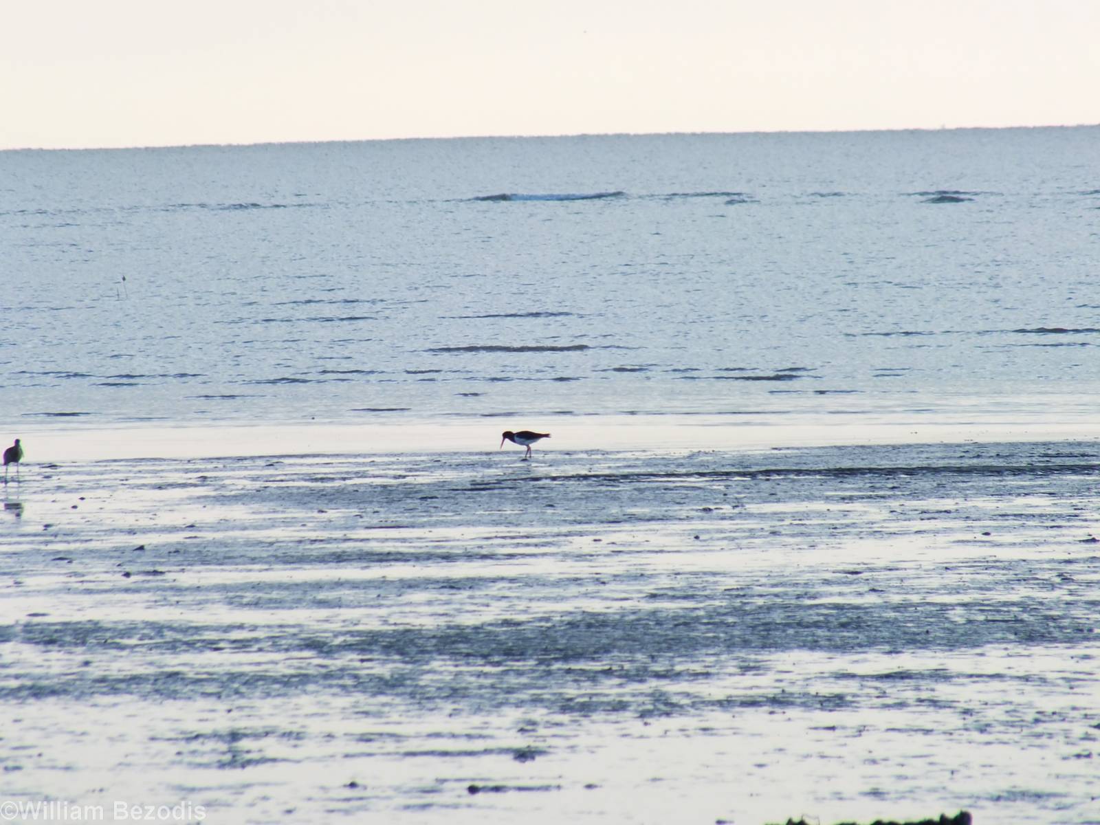 Australian Pied Oystercatcher