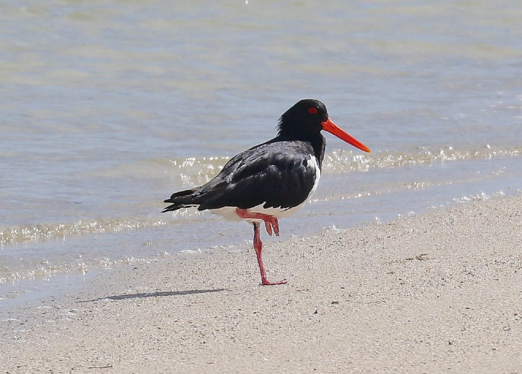 Australian Pied Oystercatcher