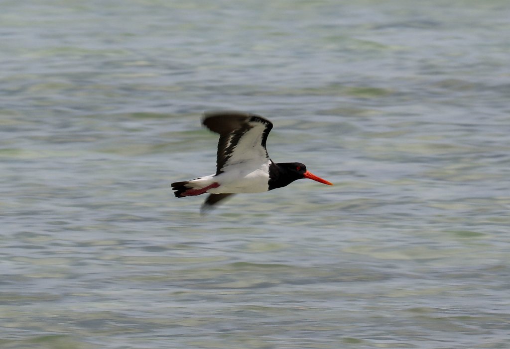 Australian Pied Oystercatcher
