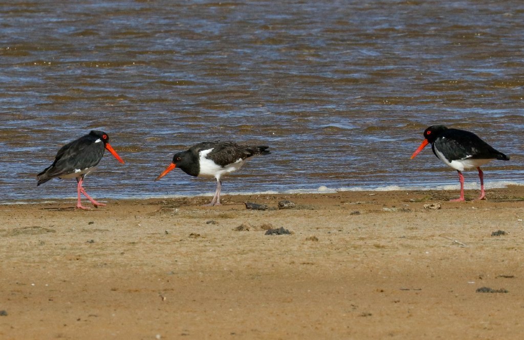 Australian Pied Oystercatcher