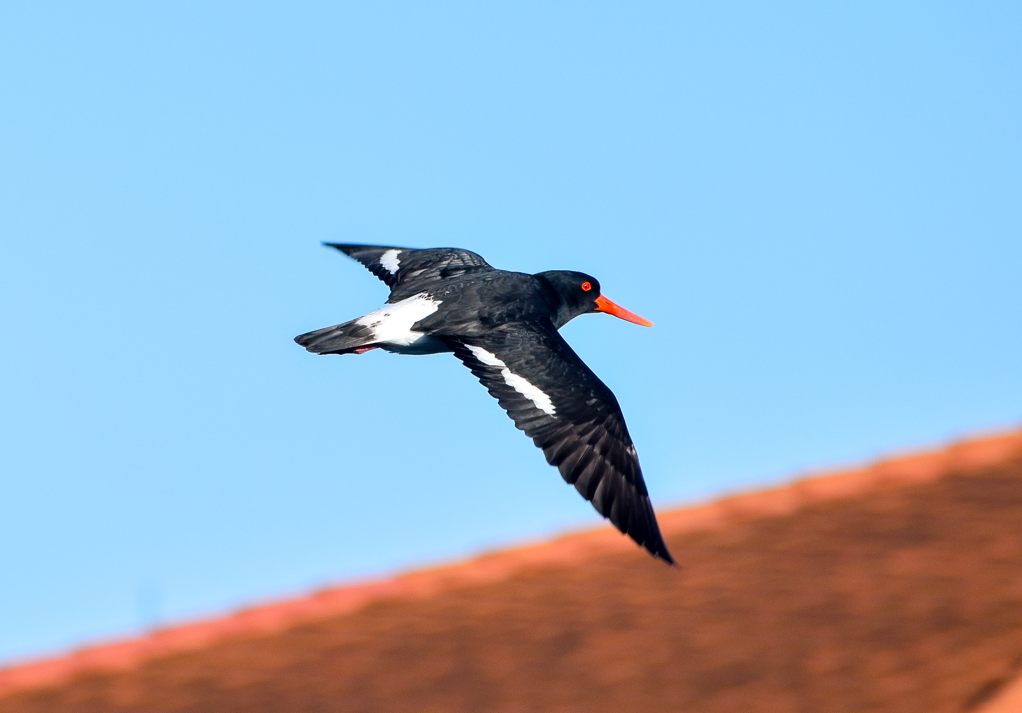 Australian Pied Oystercatcher