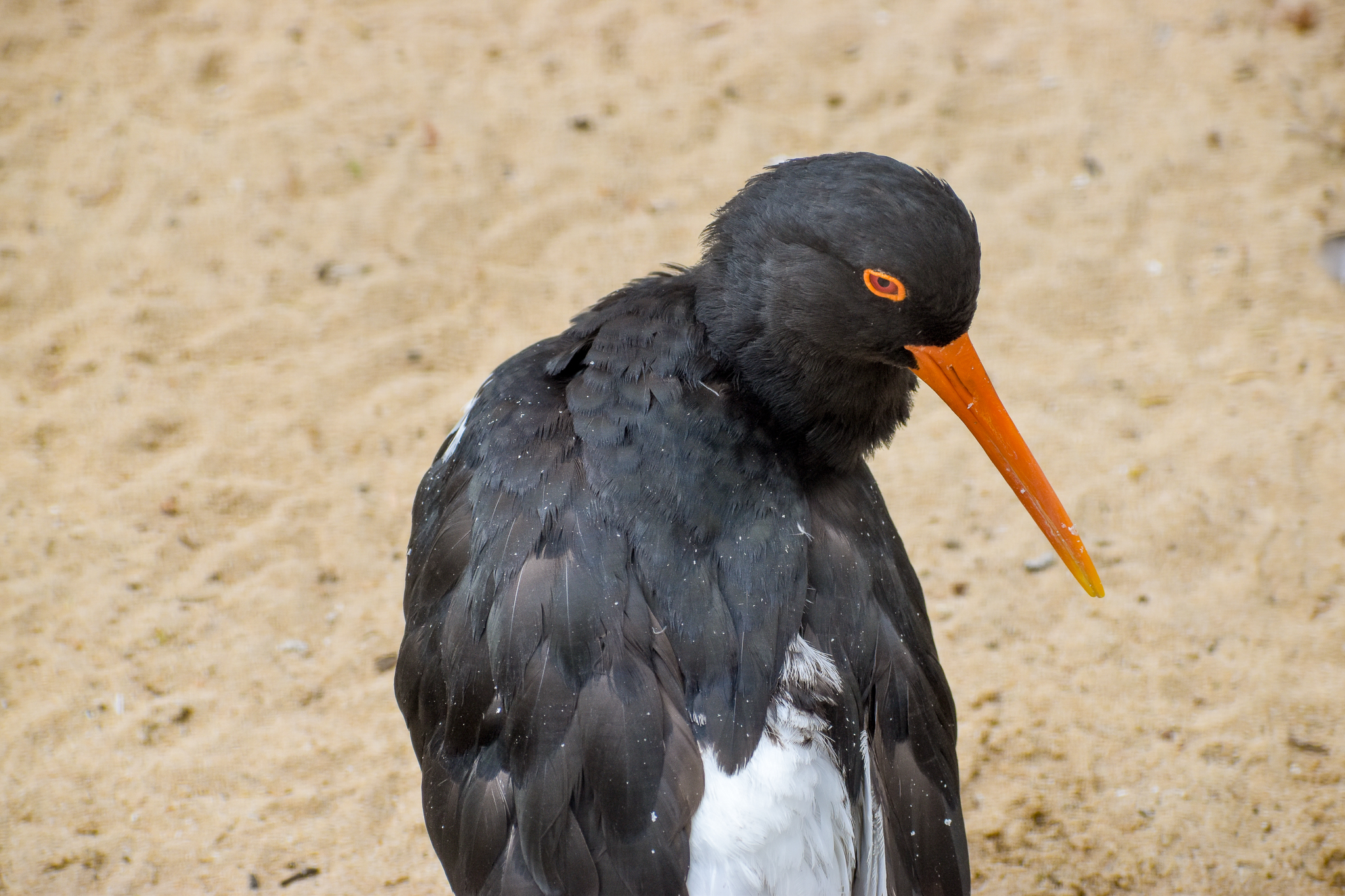 Australian Pied Oystercatcher