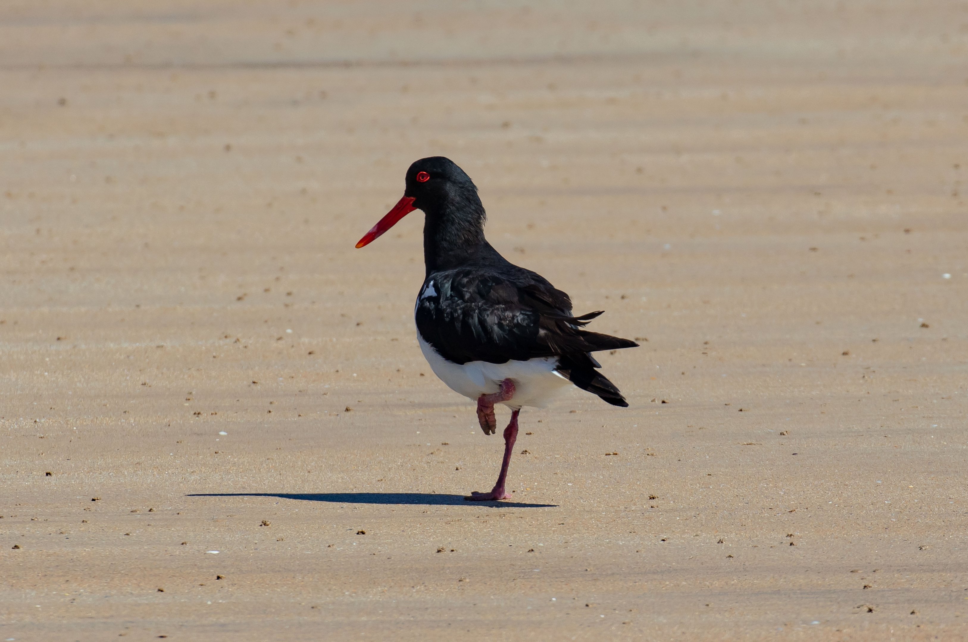 Australian Pied Oystercatcher