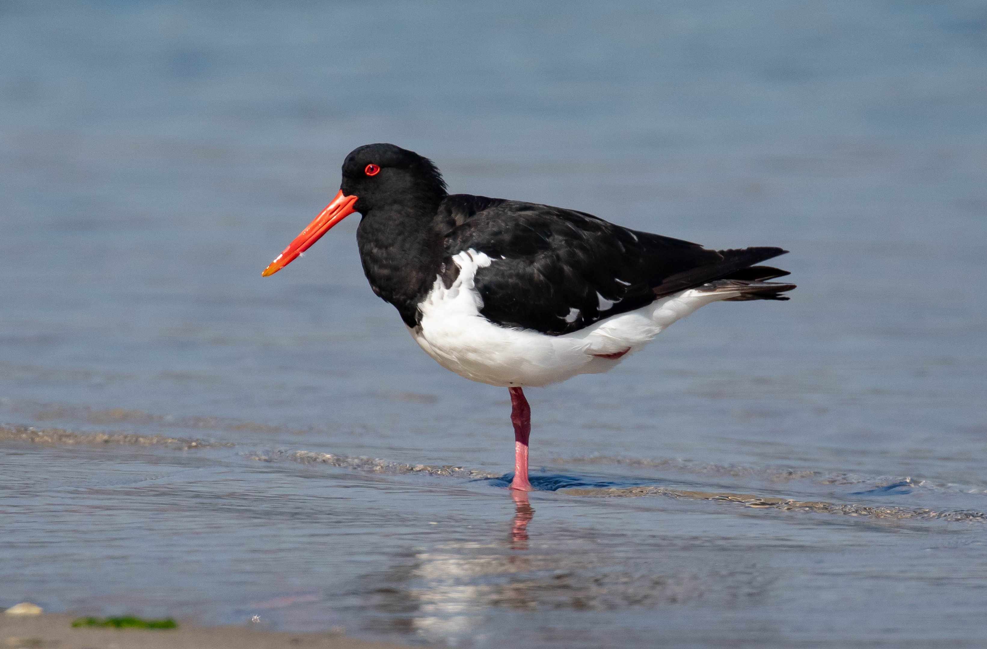 Australian Pied Oystercatcher