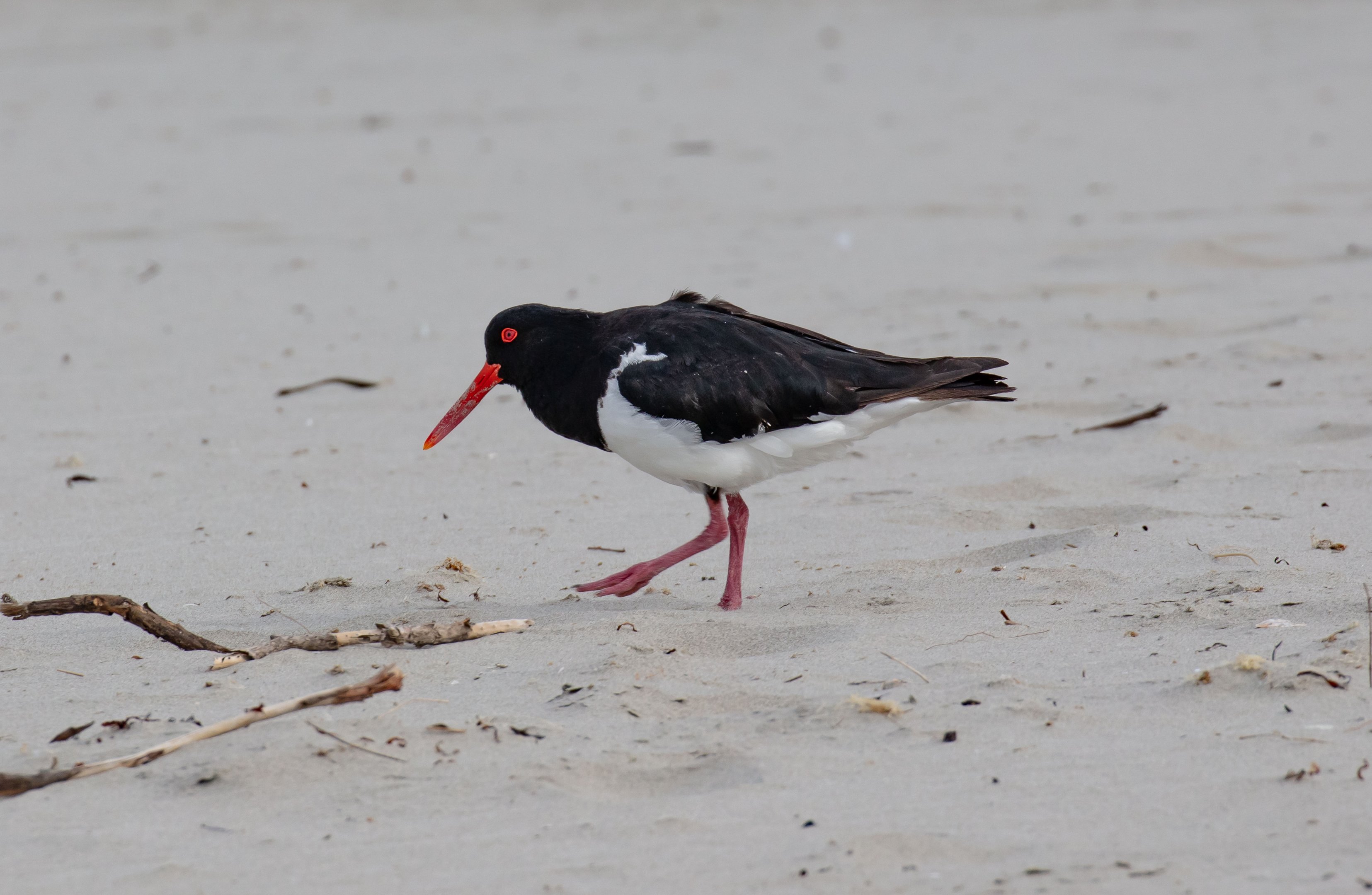 Australian Pied Oystercatcher