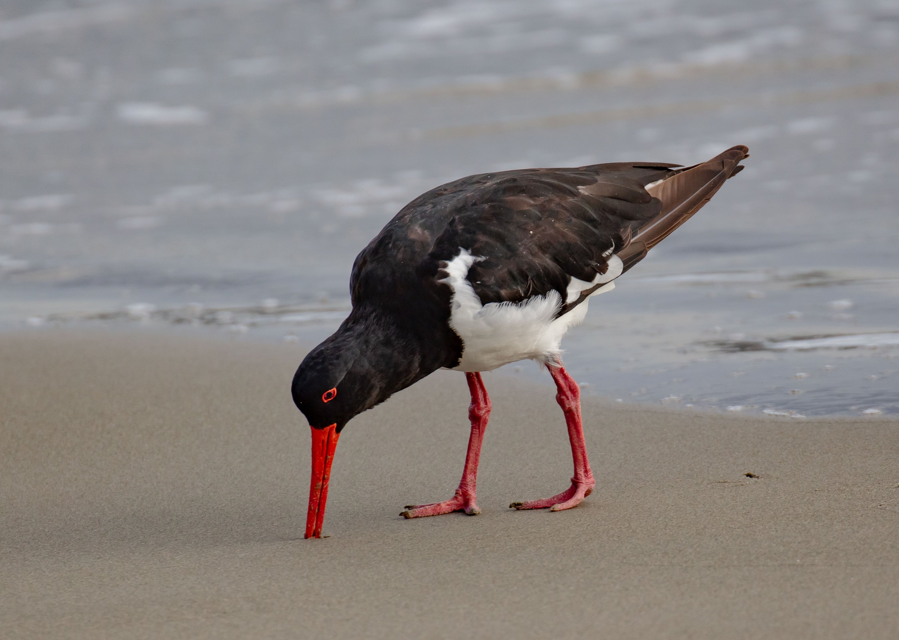 Australian Pied Oystercatcher