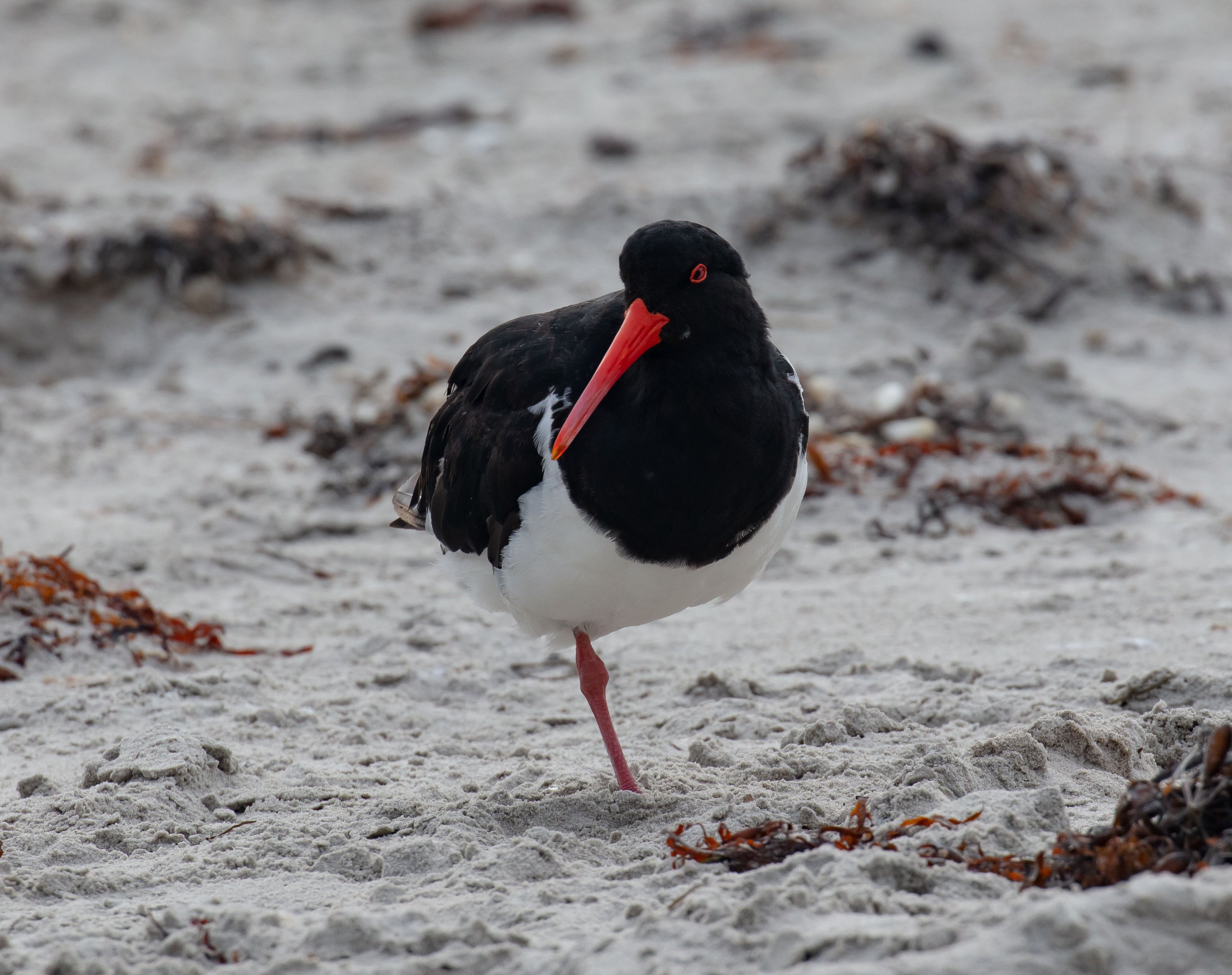 Australian Pied Oystercatcher