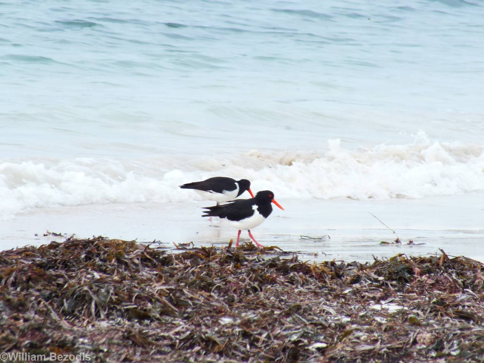Australian Pied Oystercatchers - Rottnest Island