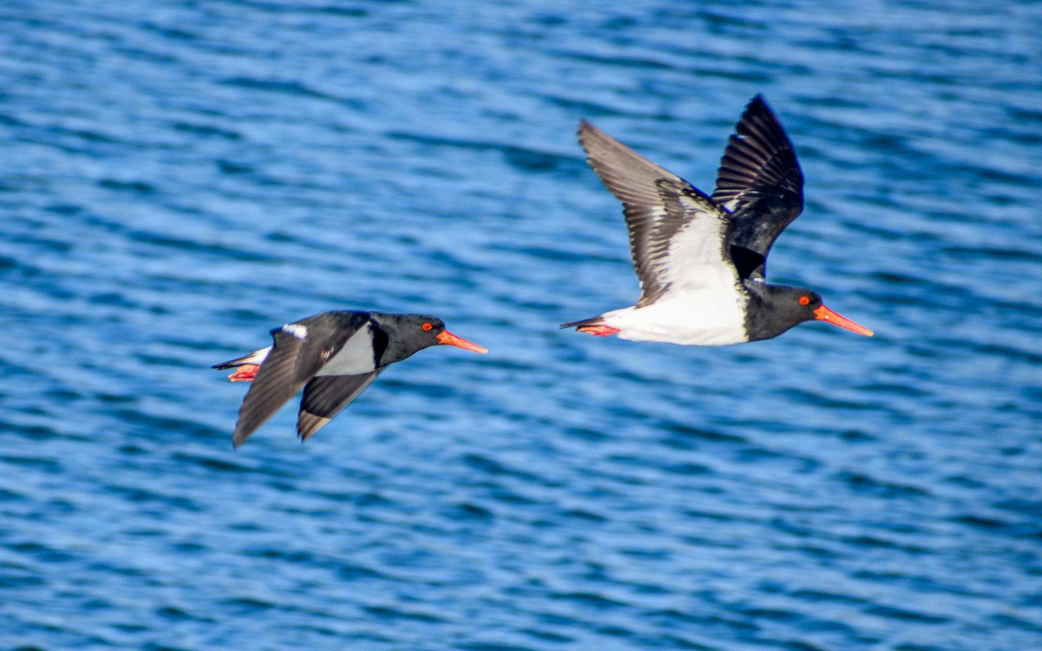 Australian Pied Oystercatchers