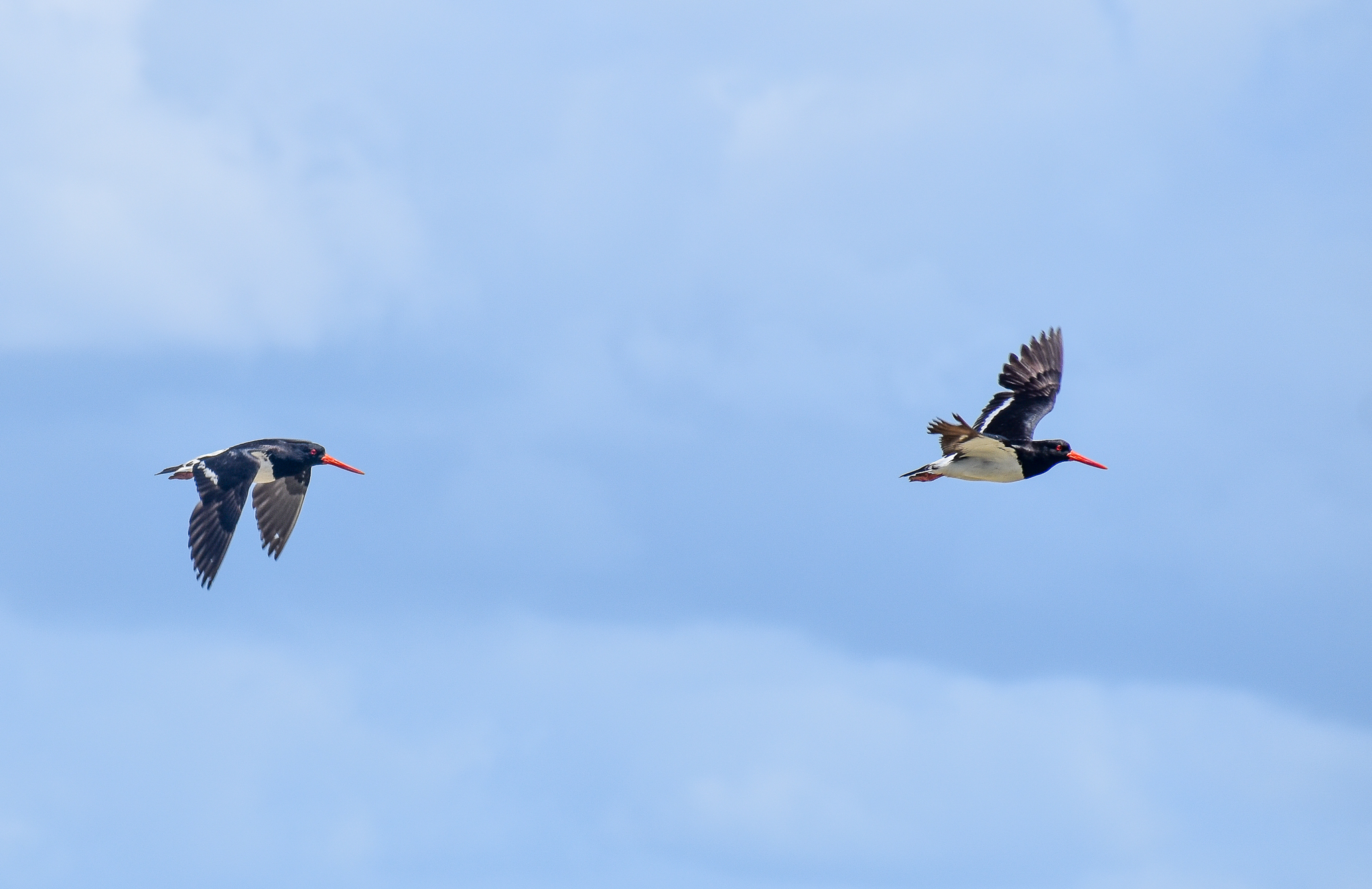 Australian Pied Oystercatchers