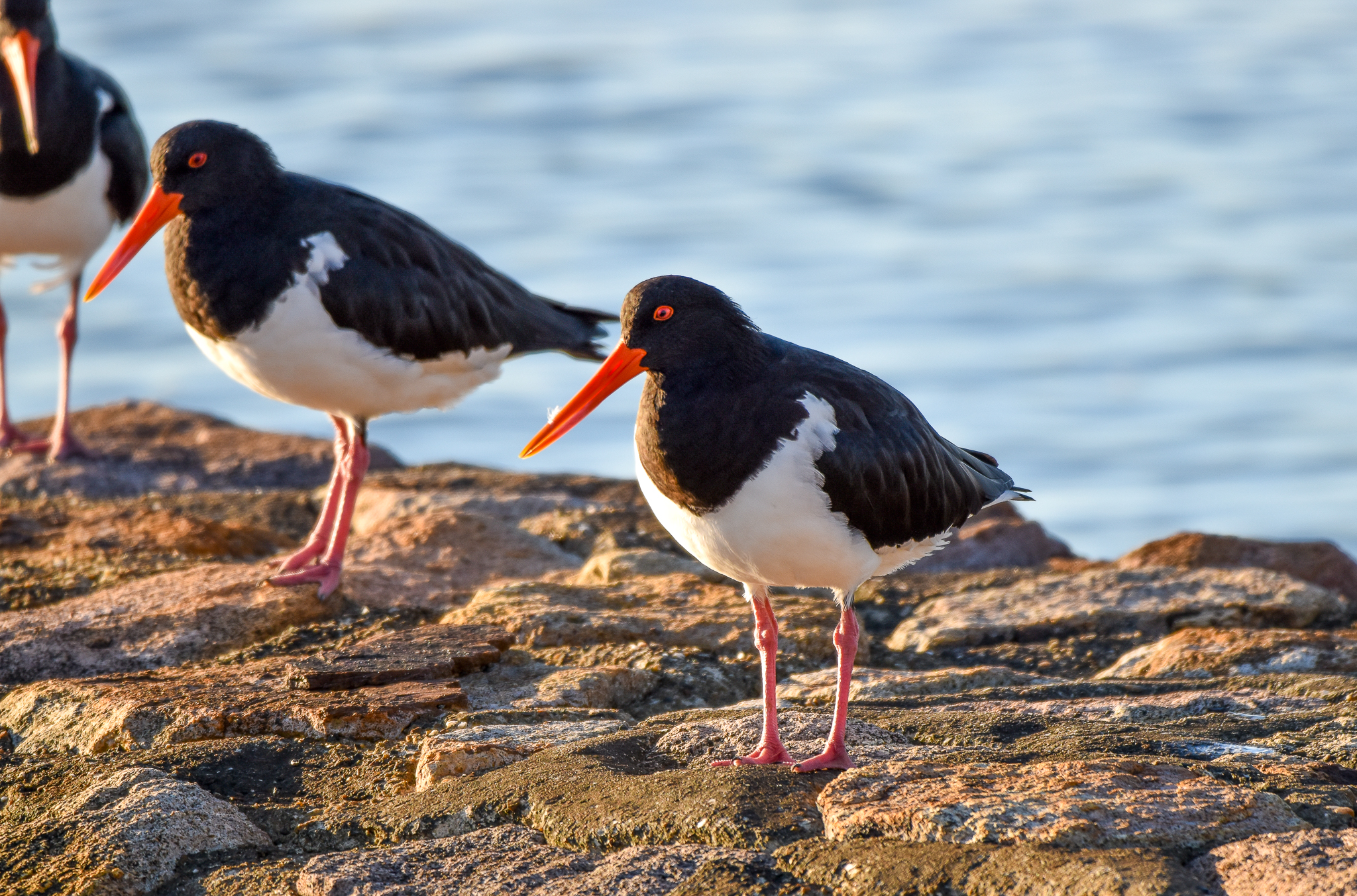 Australian Pied Oystercatchers