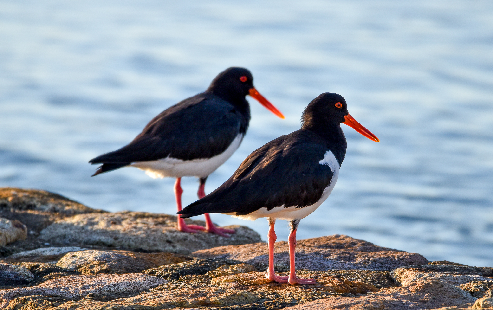 Australian Pied Oystercatchers