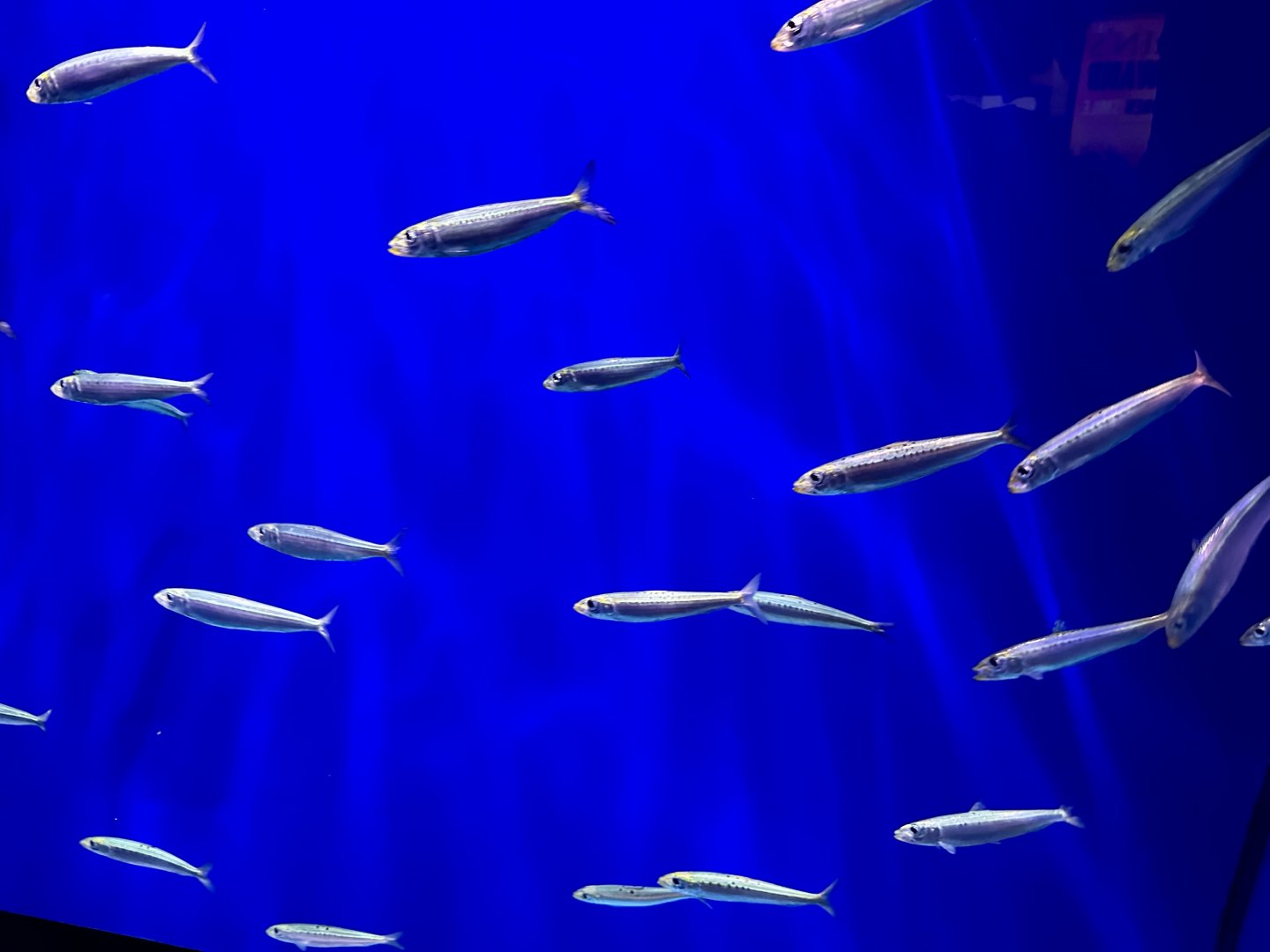 Australian pilchard (Sardinops neopilchardus)