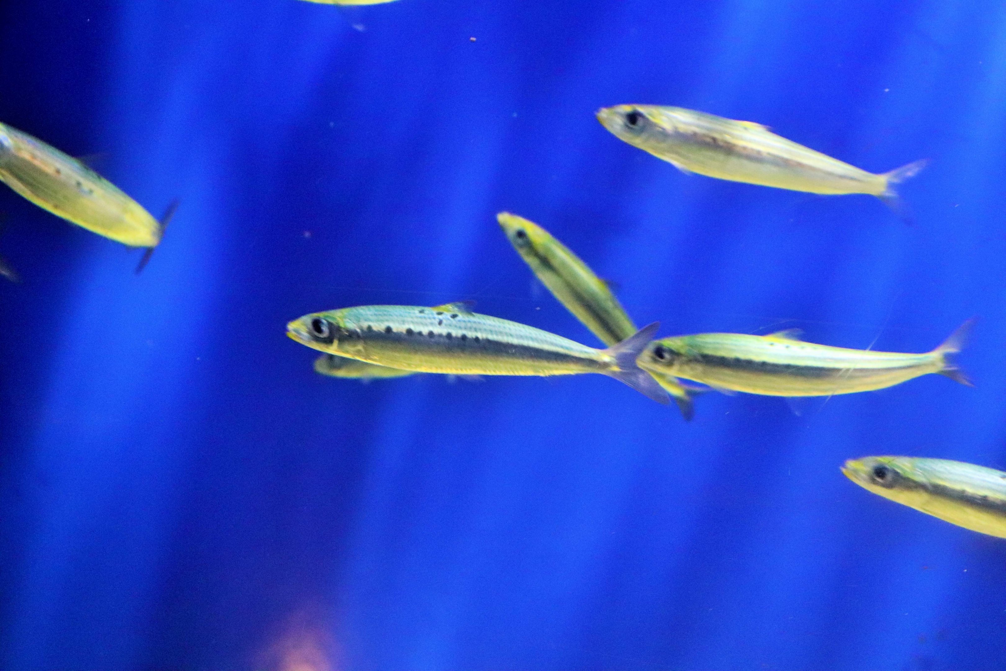 Australian Pilchard (Sardinops sagax)