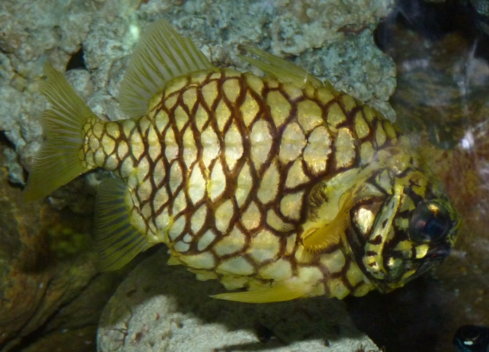 Australian pineapple fish (Cleidopus gloriamaris)