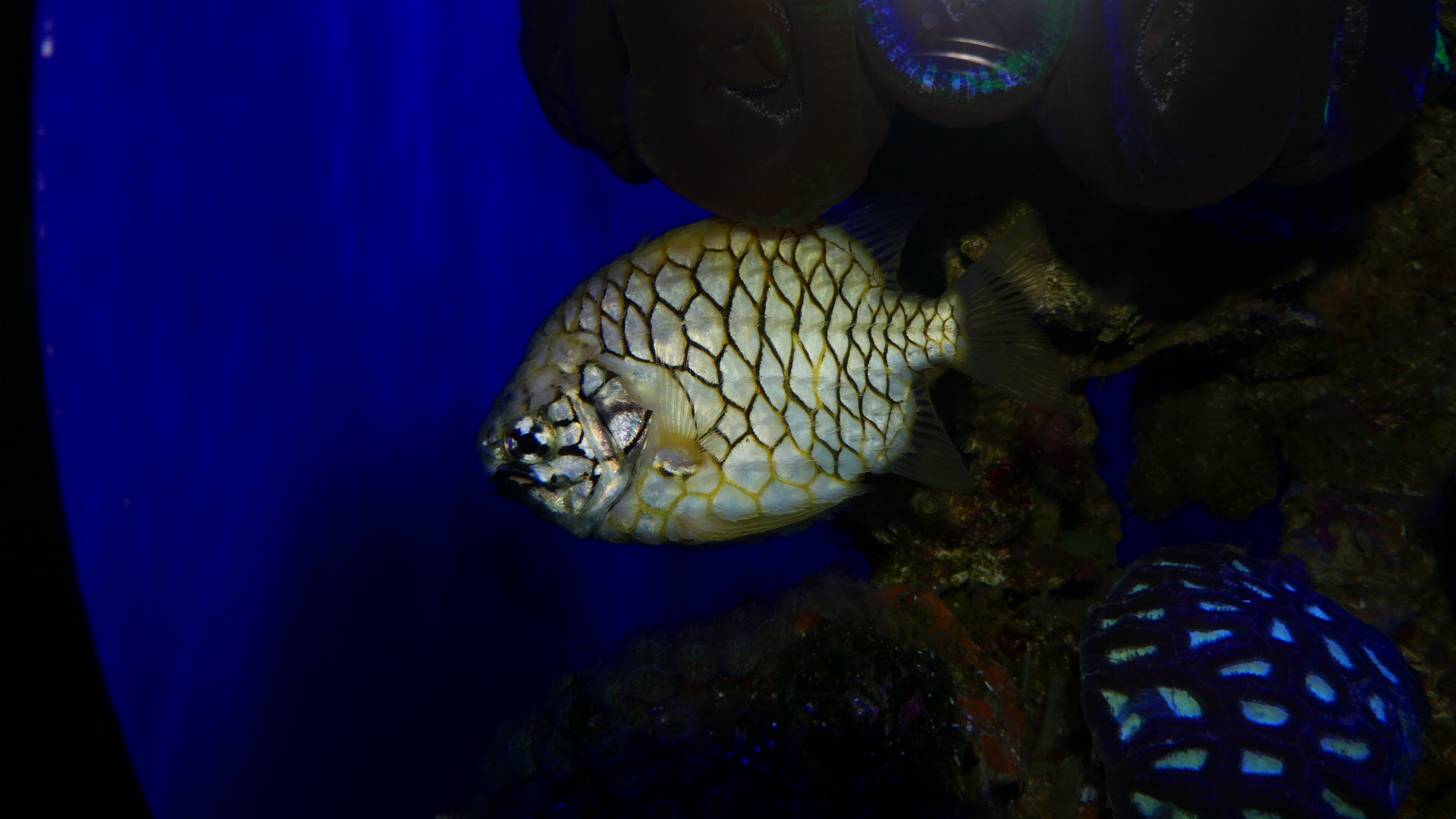 Australian Pineapplefish (Clediopus gloriamaris)