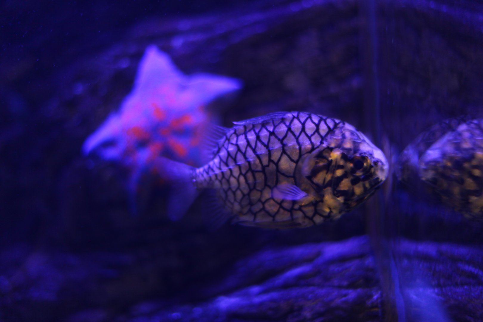 Australian Pineapplefish (Cleidopus gloriamaris)
