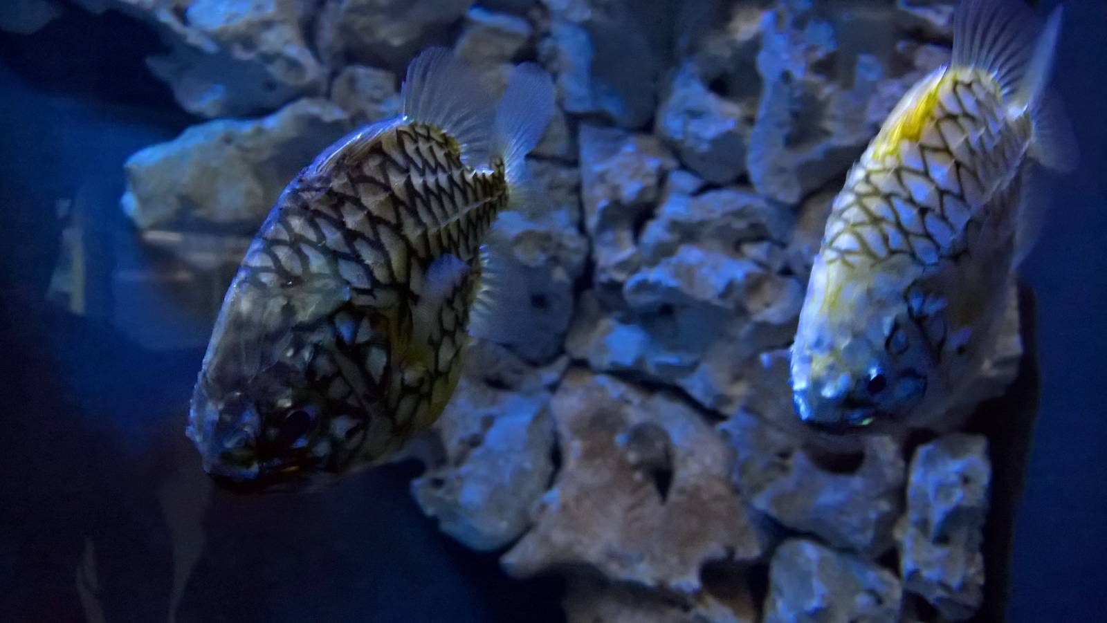 Australian Pineapplefish