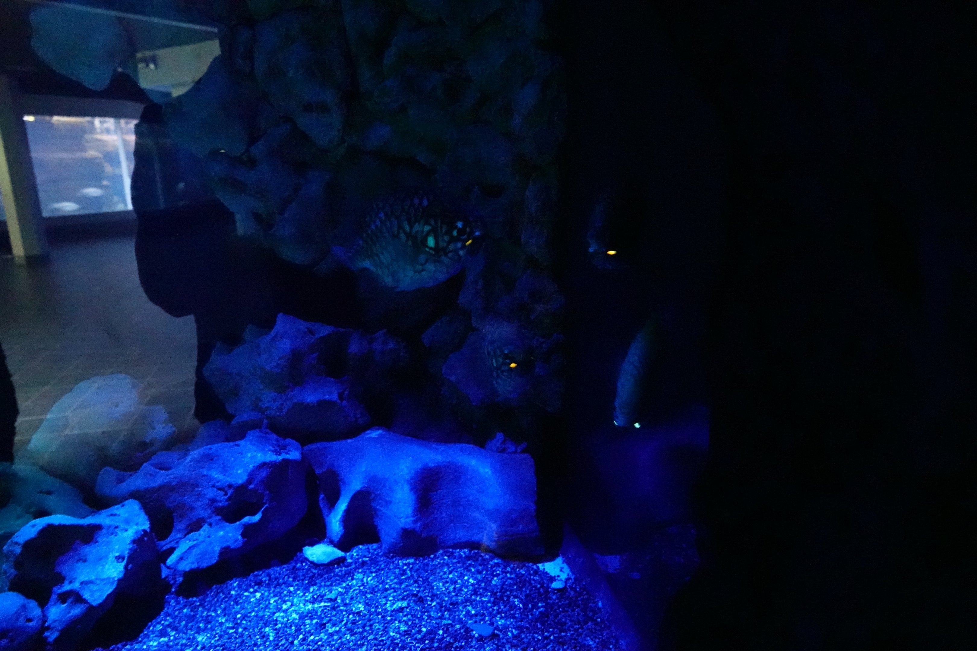 Australian Pineapplefish